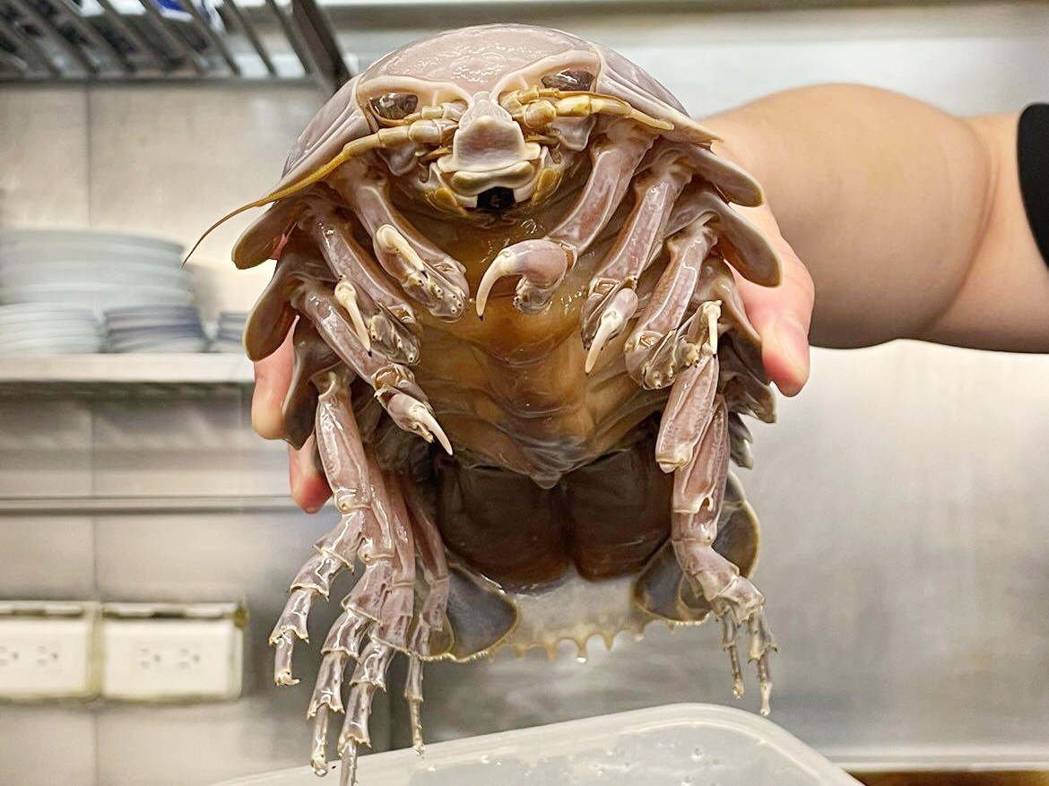 Giant isopods are a mysterious deep-sea creature that resembles large pill bugs or woodlice. Photo: The Ramen Boy