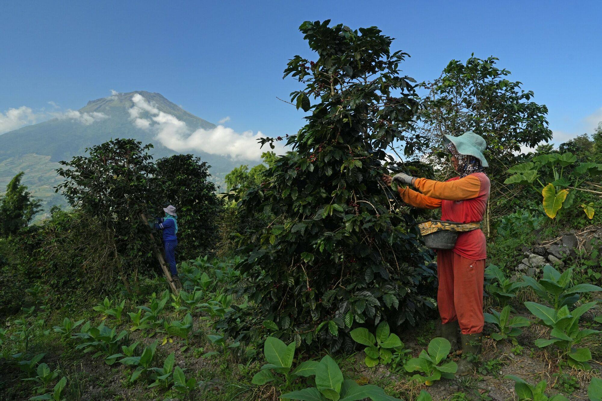 Farmers harvest Arabica coffee cherries at a plantation in Temanggung regency, Central Java, Indonesia, on May 25. Agriculture is an important part of the economy in many parts of Southeast Asia, but ensuring the sector remains viable means farmers need access to consistent financing and other tools. Photo: Bloomberg