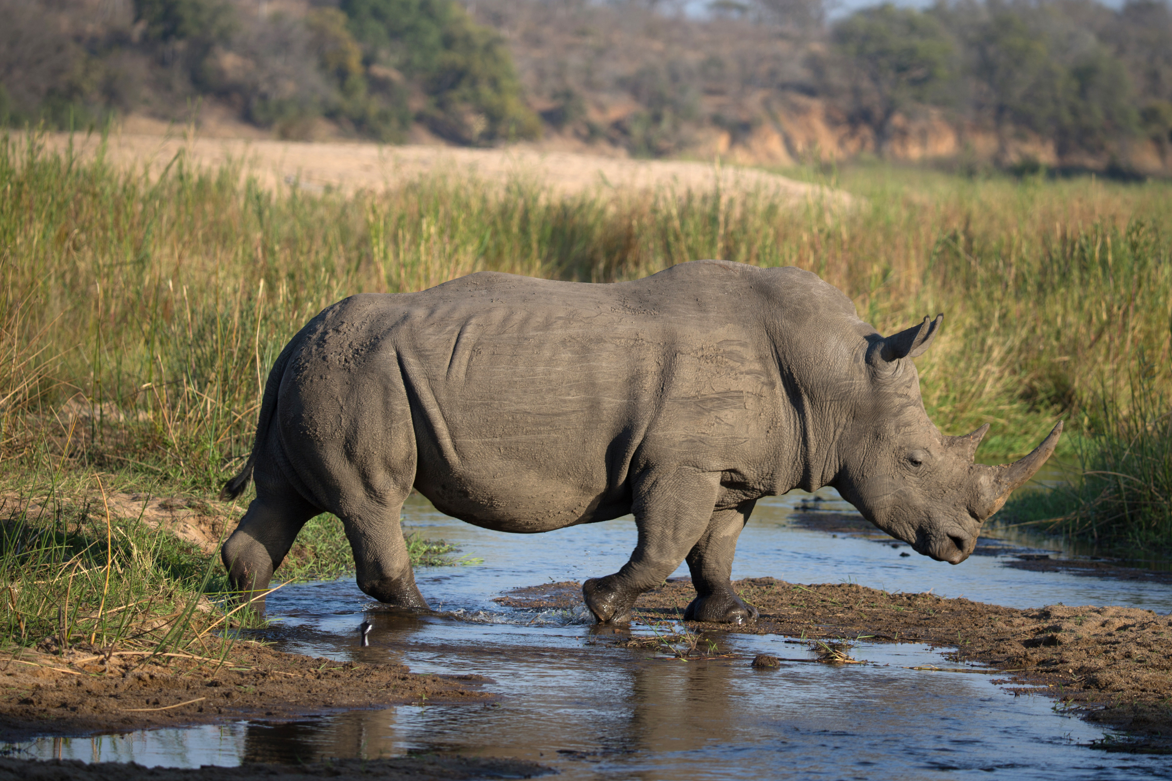 China’s three growing “grey rhinos” are threatening its economy. Photo: Godong/Universal Images Group via Getty Images