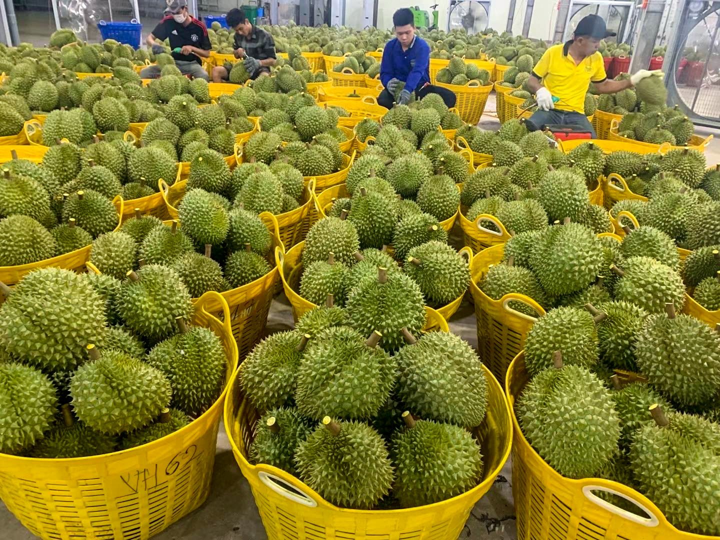 Baskets of durian are sorted at a Vietnamese durian-processing facility. Photo: Handout