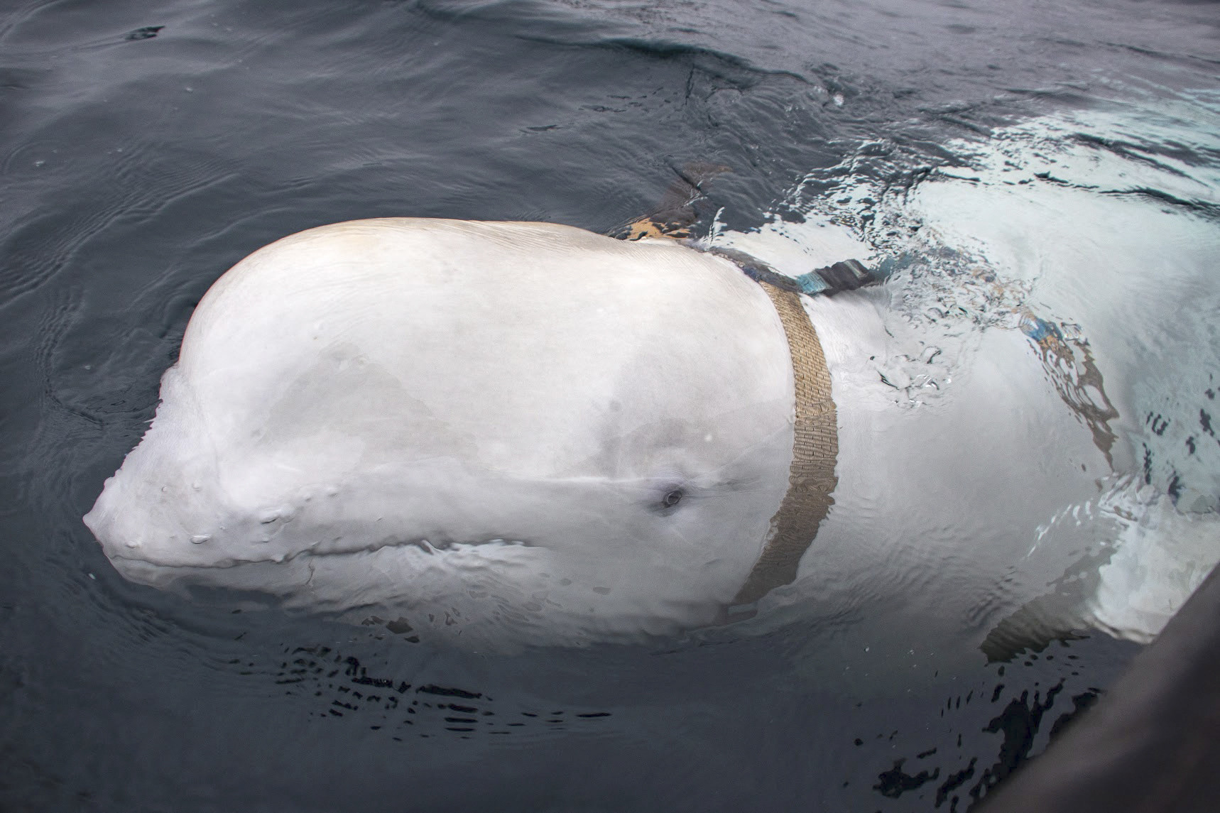 A white whale wearing a harness, was seen by fishermen off the coast of northern Norway in April 2019. Photo: Norwegian Directorate of Fisheries via AFP