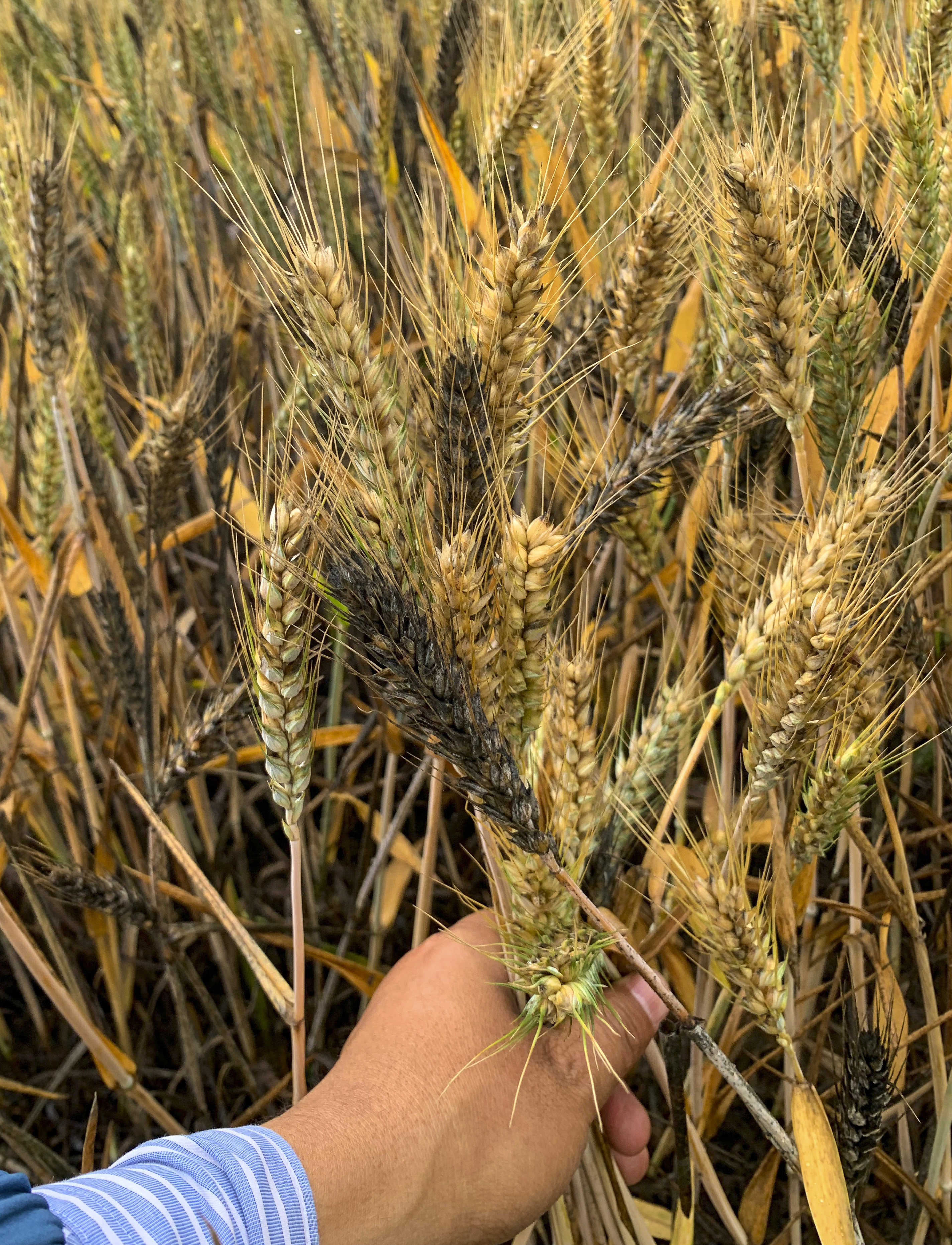 Continuous rain and high humidity across China’s wheat-production base have left large swathes of the crop blighted or affected by sprout damage. Photo: Weibo