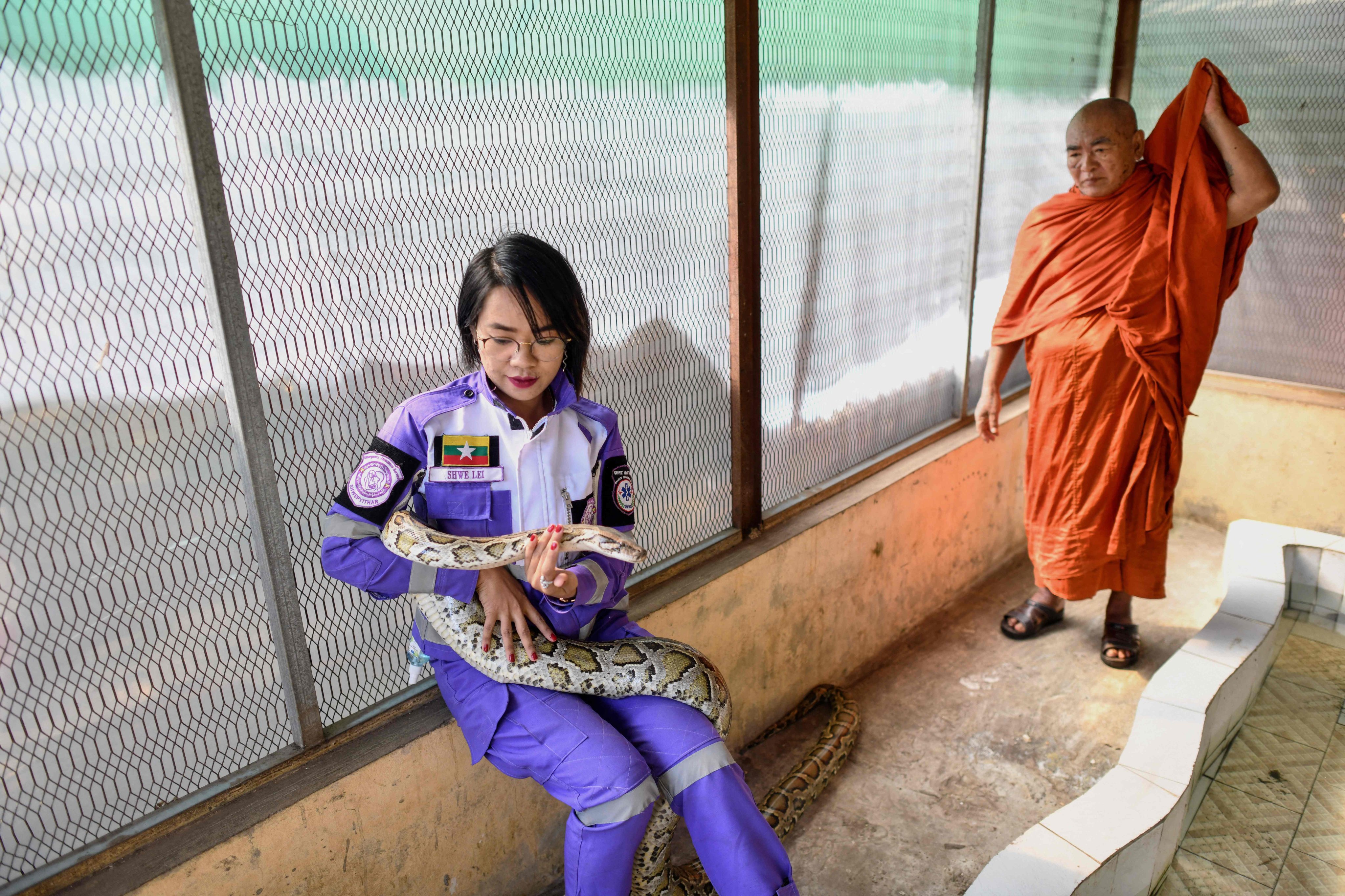 Snake catcher Shwe Lei holds a snake at a monastery in Yangon. Photo: AFP