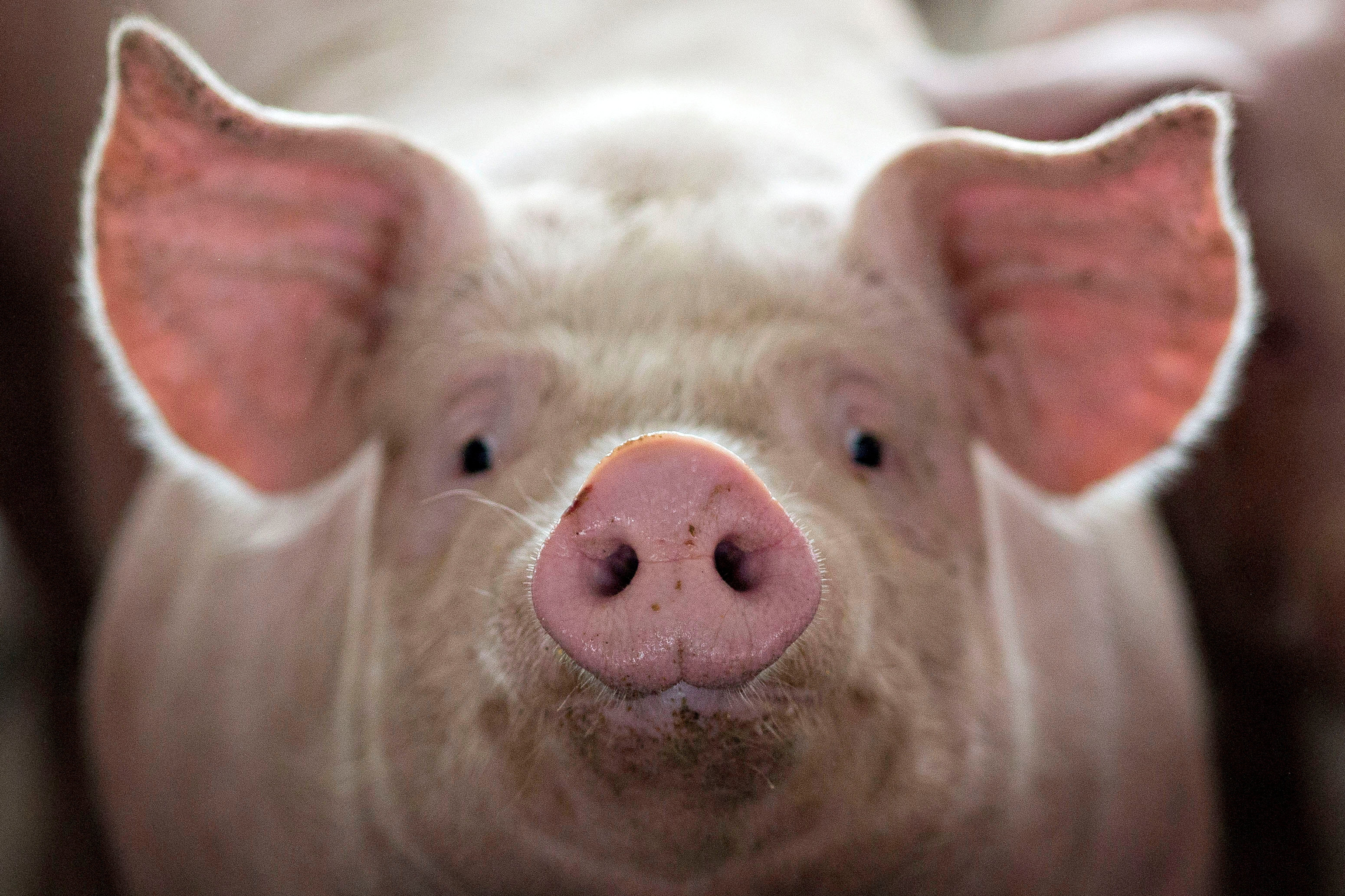 A flight from Paris to New York powered solely by waste biofuels such as animal fats requires some 8,800 dead pigs, according to sustainable transport advocacy group Transport & Environment. Photo: Reuters