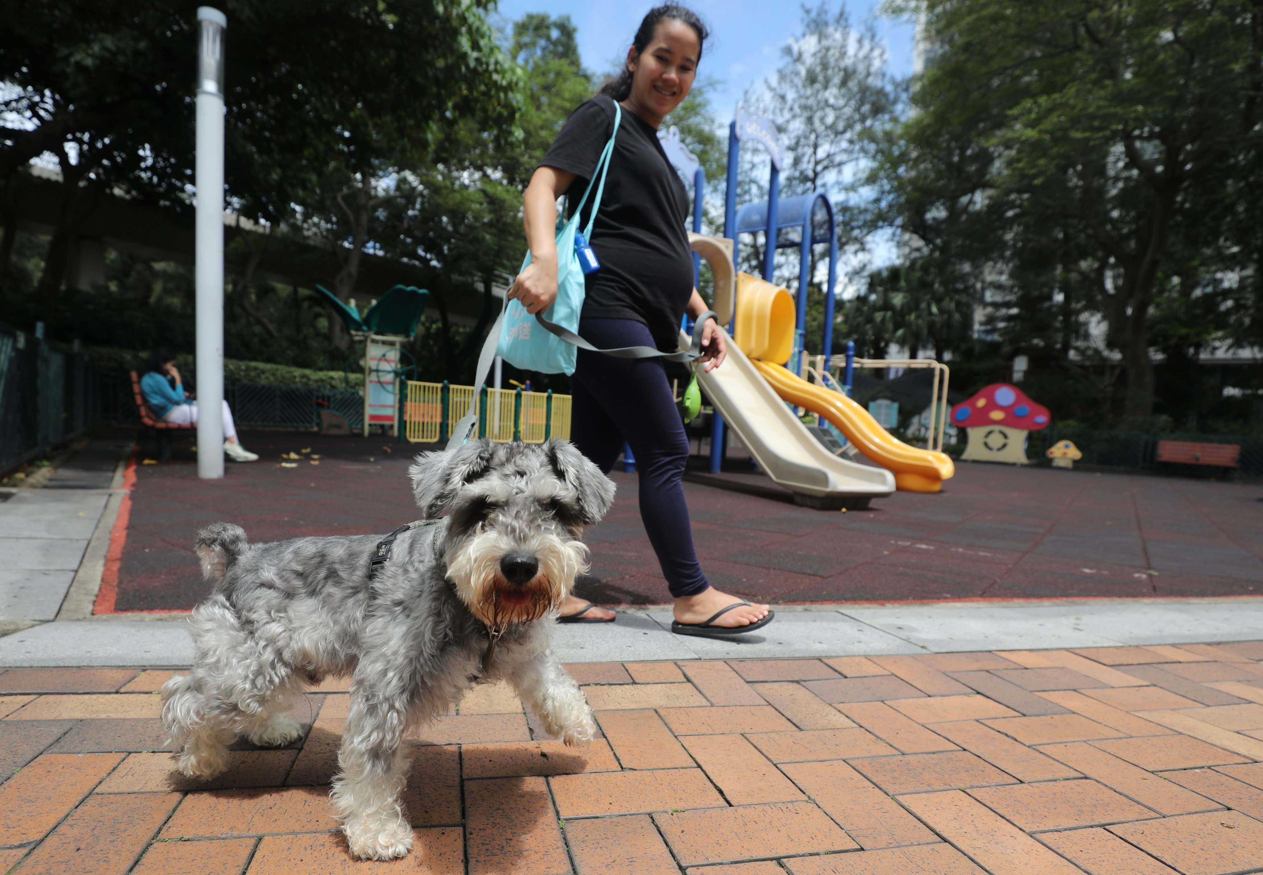 A dog walks through Tung Lo Wan Garden which is one of the 50 new inclusive parks for pets opening in various districts on June 13. Photo: Xiaomei Chen