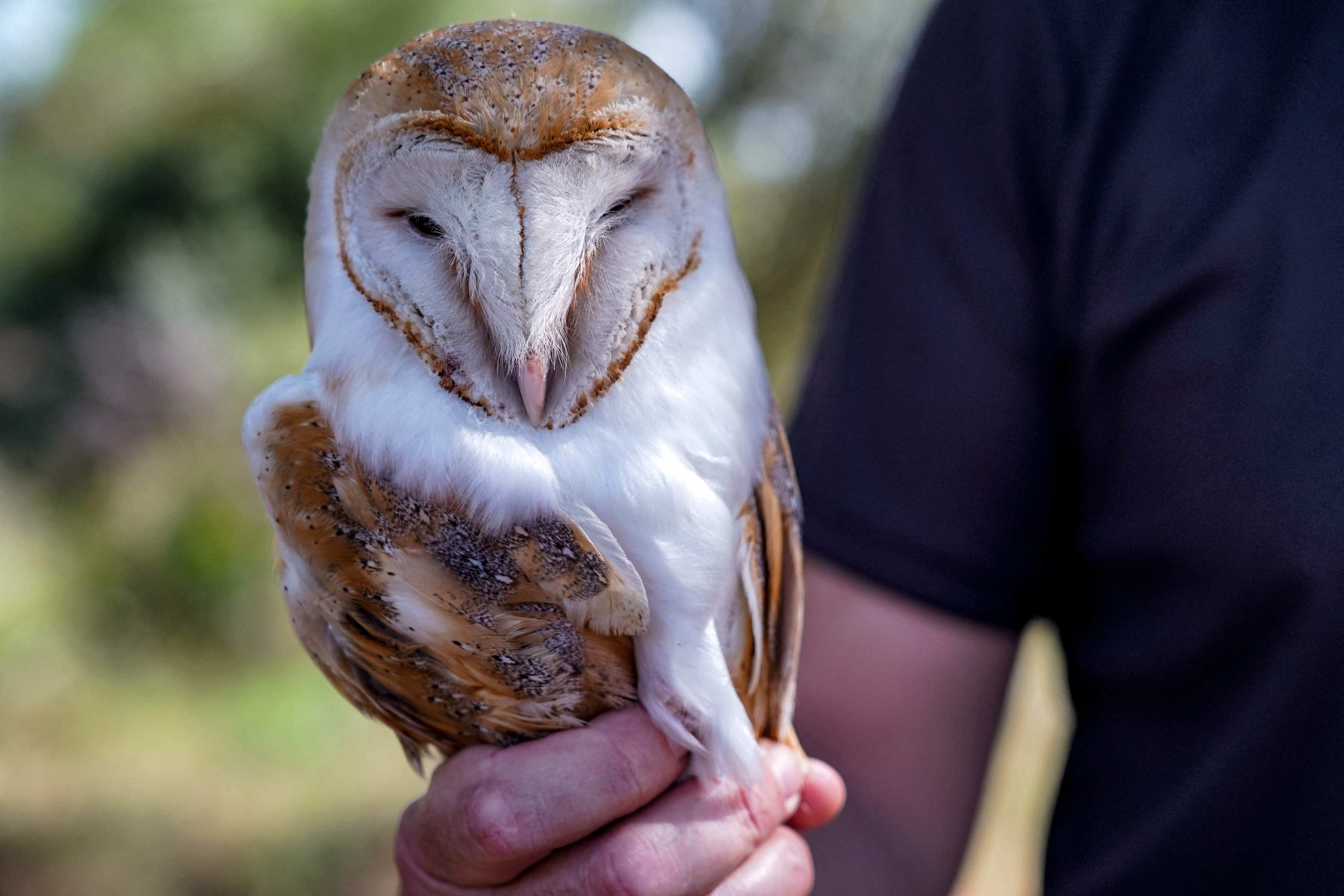 A member of the United Nations Peacekeeping Force in Cyprus holds a female adult barn owl near the abandoned villages of Agios Nikolaos and Agios Georgios in the UN buffer zone separating the two parts of the divided island. Photo: AFP