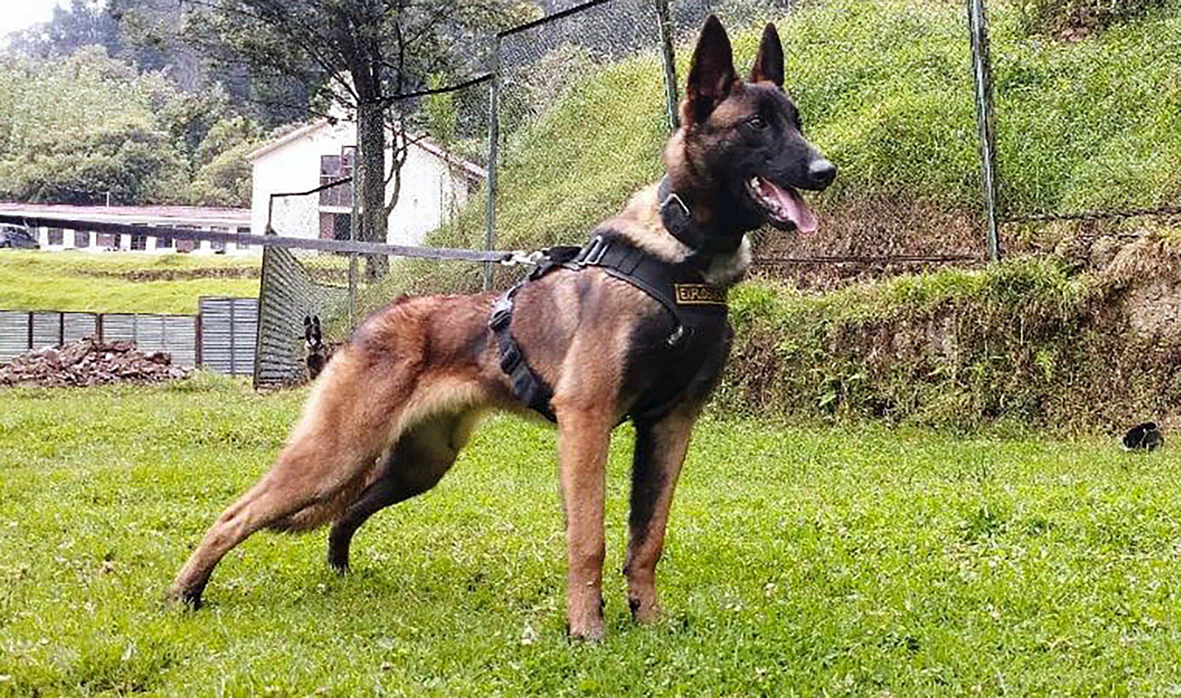 The Colombian army is looking for Belgian shepherd Wilson, who took part in the rescue of four indigenous children lost in the jungle. Photo: Colombian Army via AFP
