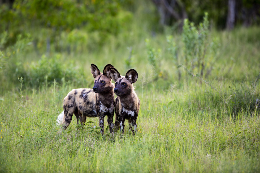 African wild dogs have the highest hunting success rate in the continent, yet fewer than 7,000 remain in southern Africa. The writer witnessed a pack fresh from a kill in Botswana’s Okavango Delta (above), but they are generally elusive - and scarce. Photo: Duke’s Camp
