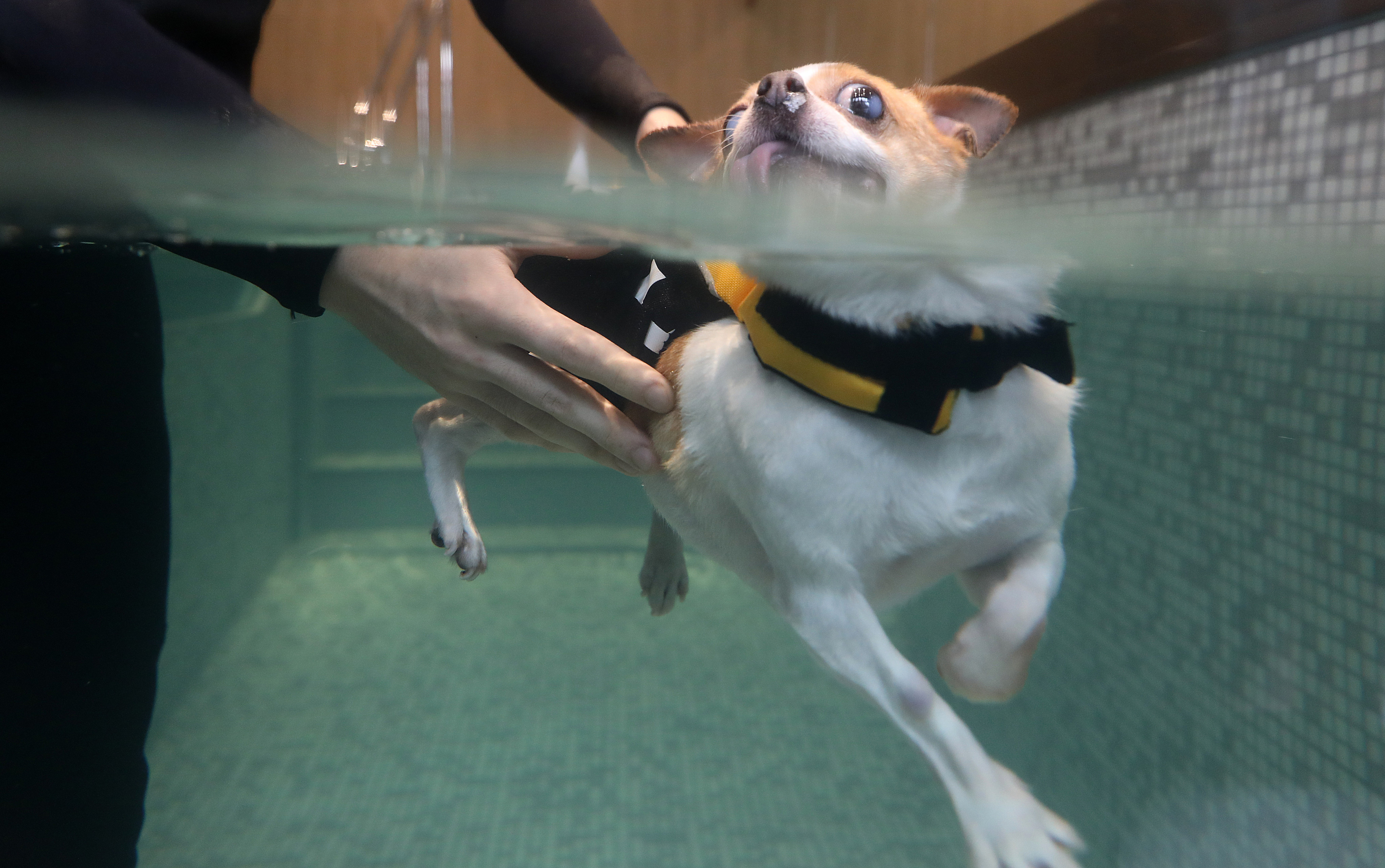 Consumer watchdog tells owners to be cautious when taking their pets swimming. Photo: Nora Tam