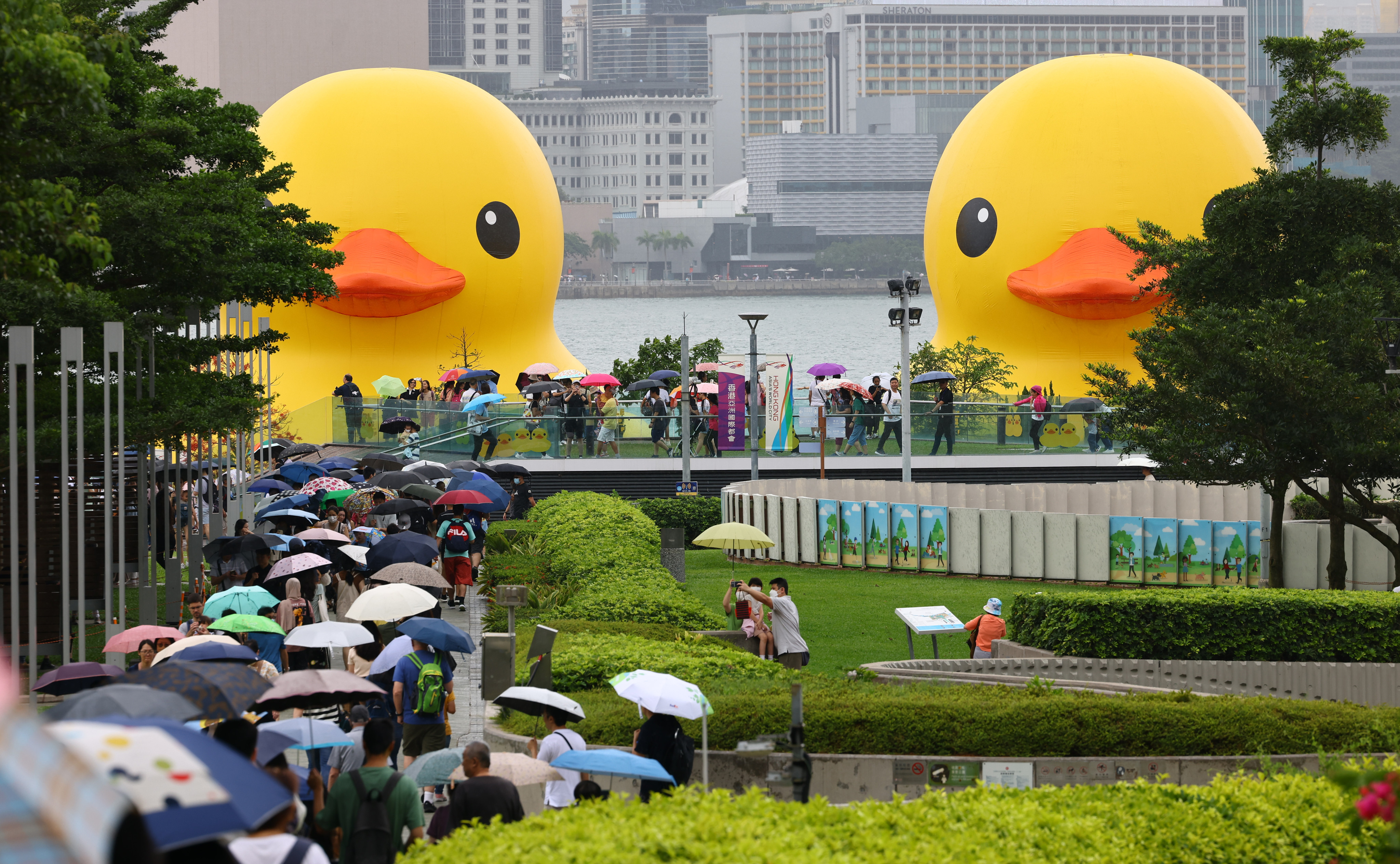 A pair of giant inflatable rubber ducks, created by Florentijn Hofman, visits Hong Kong. Photo: Dickson Lee