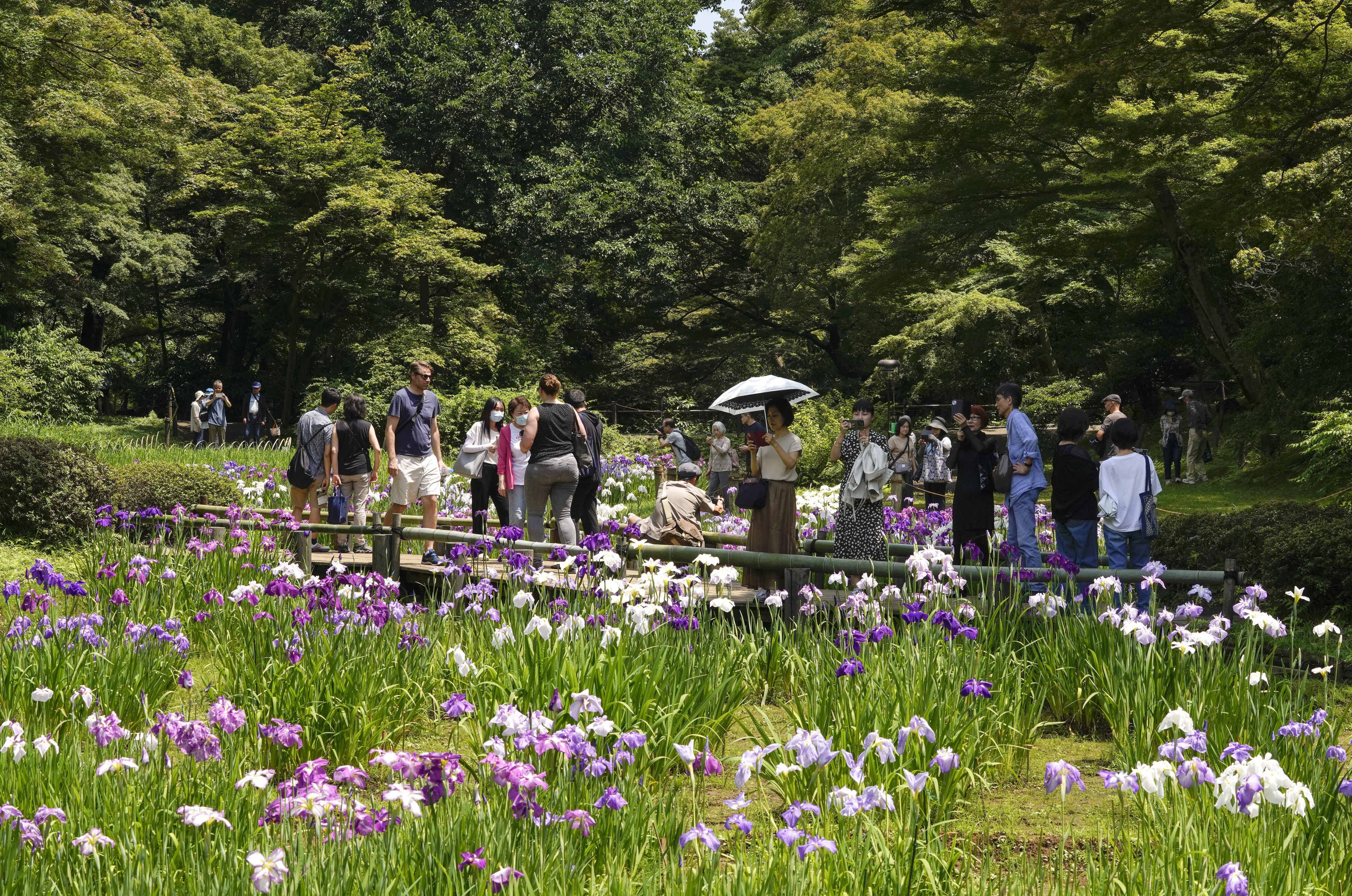 Visitors at the Iris Garden of the Meiji Shrine in Tokyo, Japan. Photo: EPA-EFE