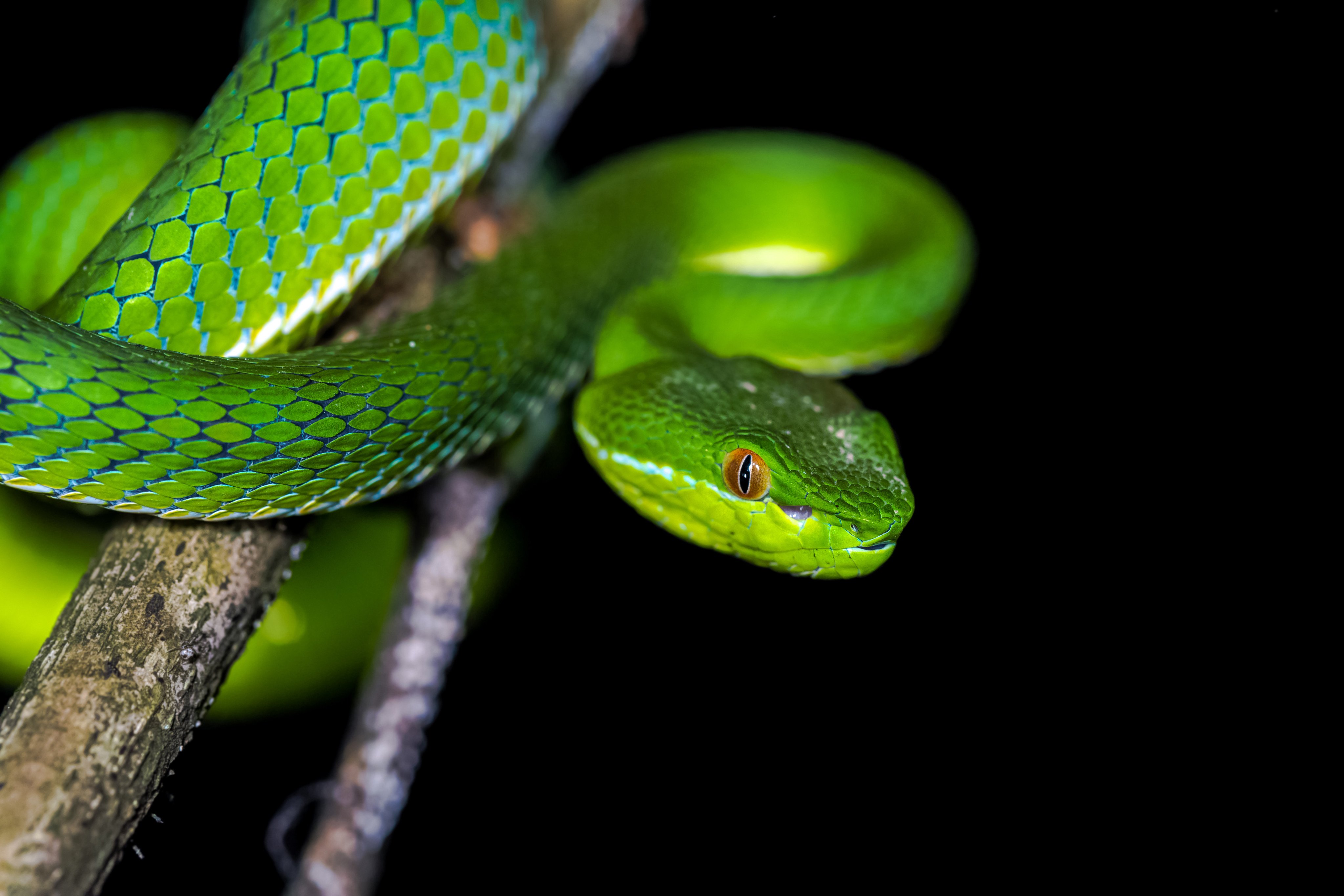 Researchers have identified the genes, regulatory elements and structural variations that have contributed to evolutionary changes in snakes. Photo: Shutterstock