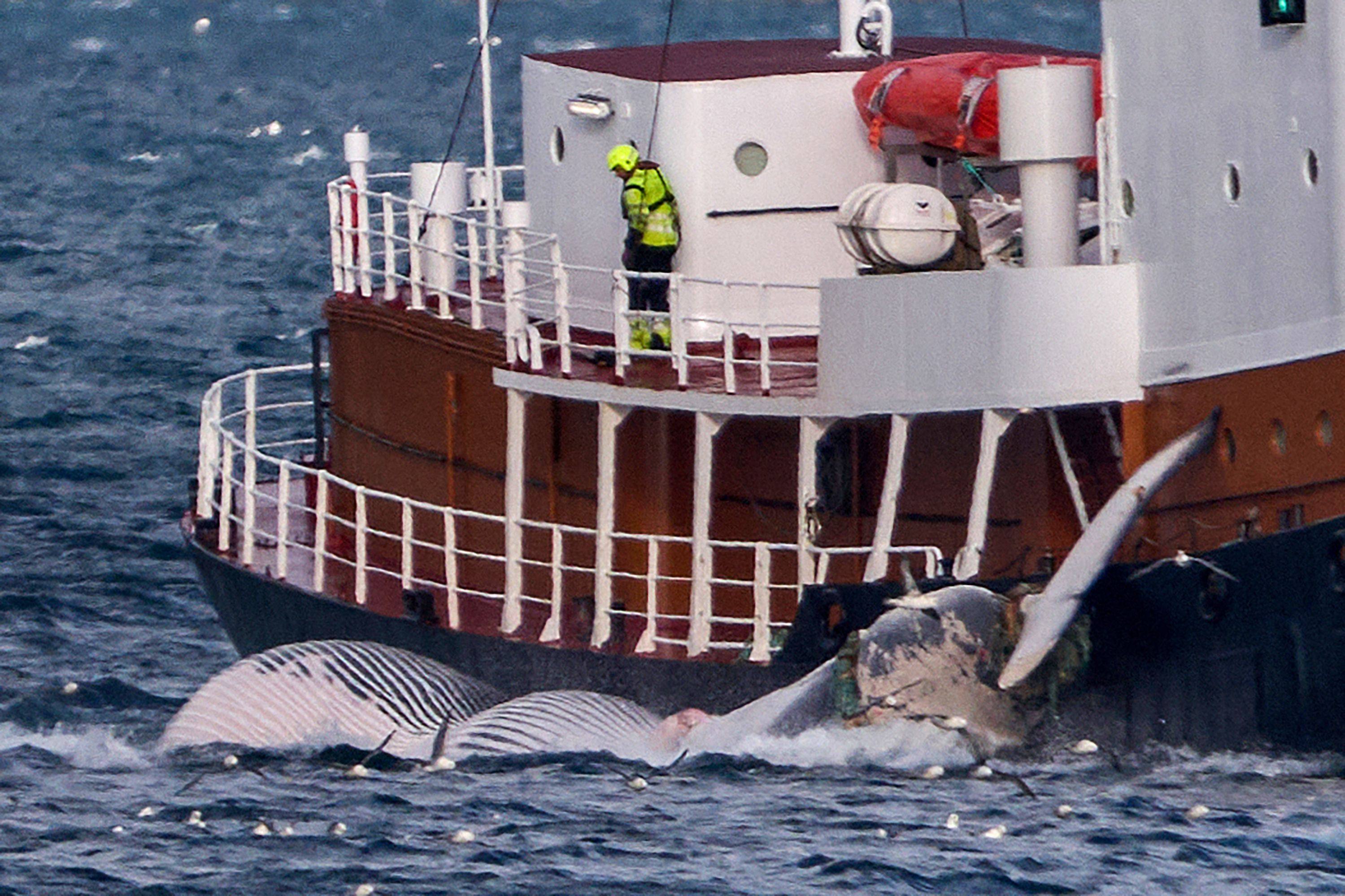 Opposition to whaling has been on the rise in Iceland. File photo: AFP