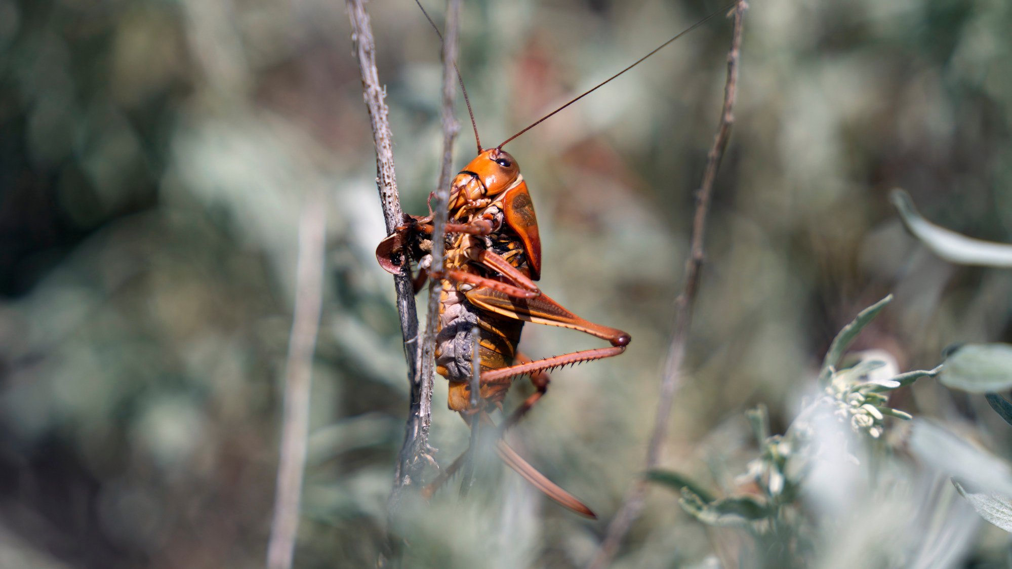 Bloodred Mormon crickets invade US town, as residents fight back