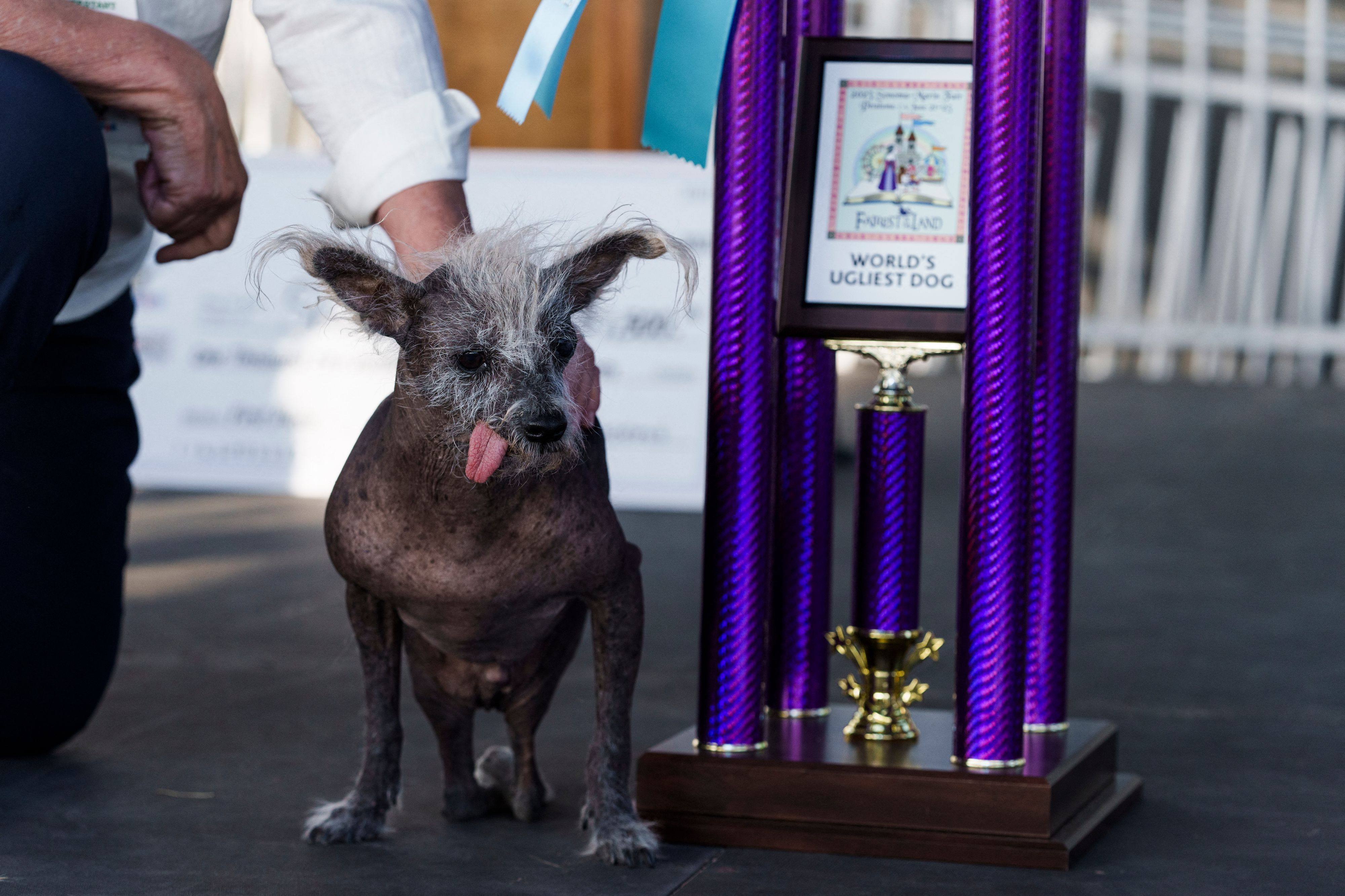 Scooter, a Chinese Crested, won the 2023 World’s Ugliest Dog contest. Photo: AFP