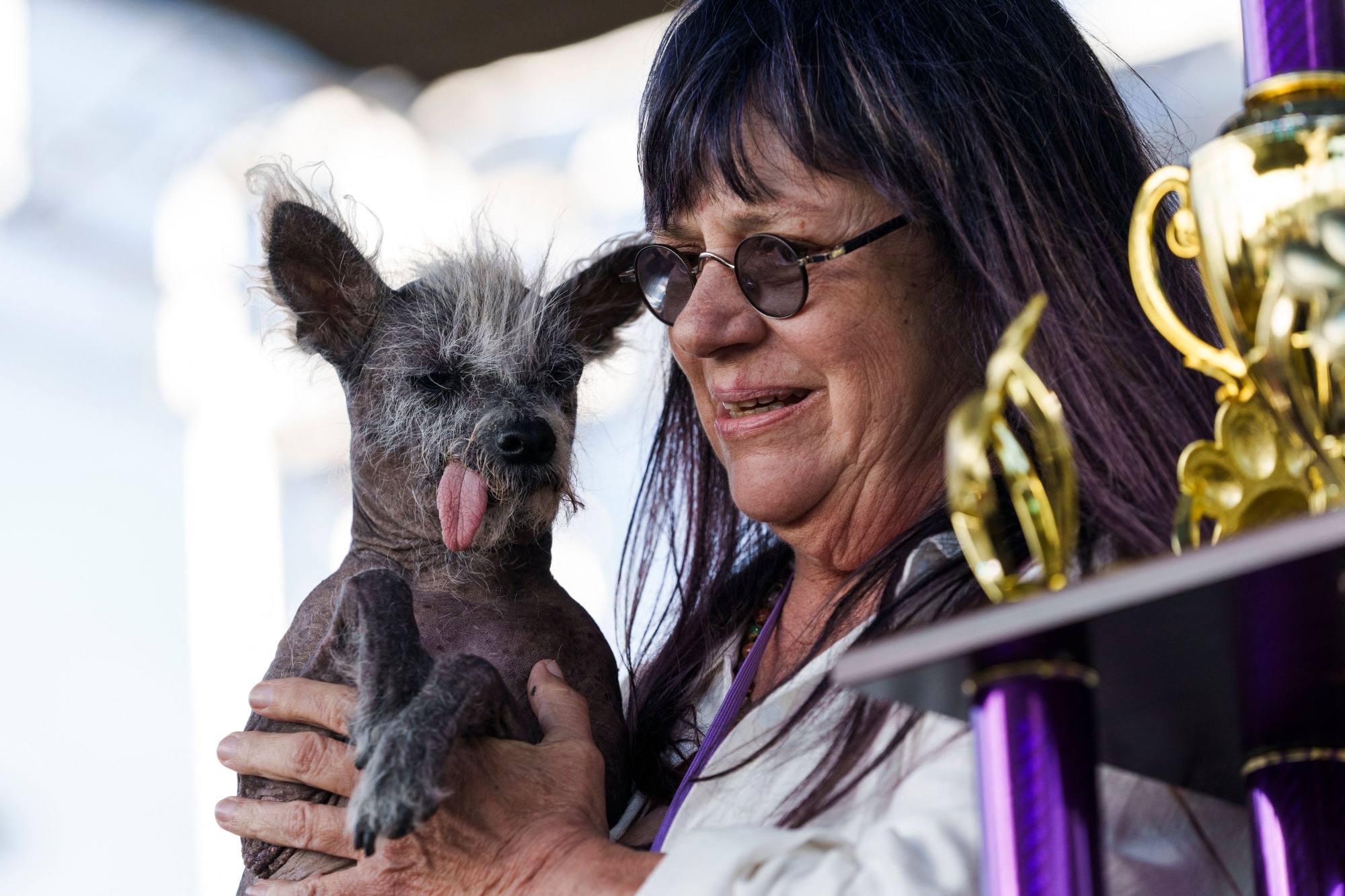 meet-scooter-a-bald-pup-with-backward-facing-legs-crowned-world-s