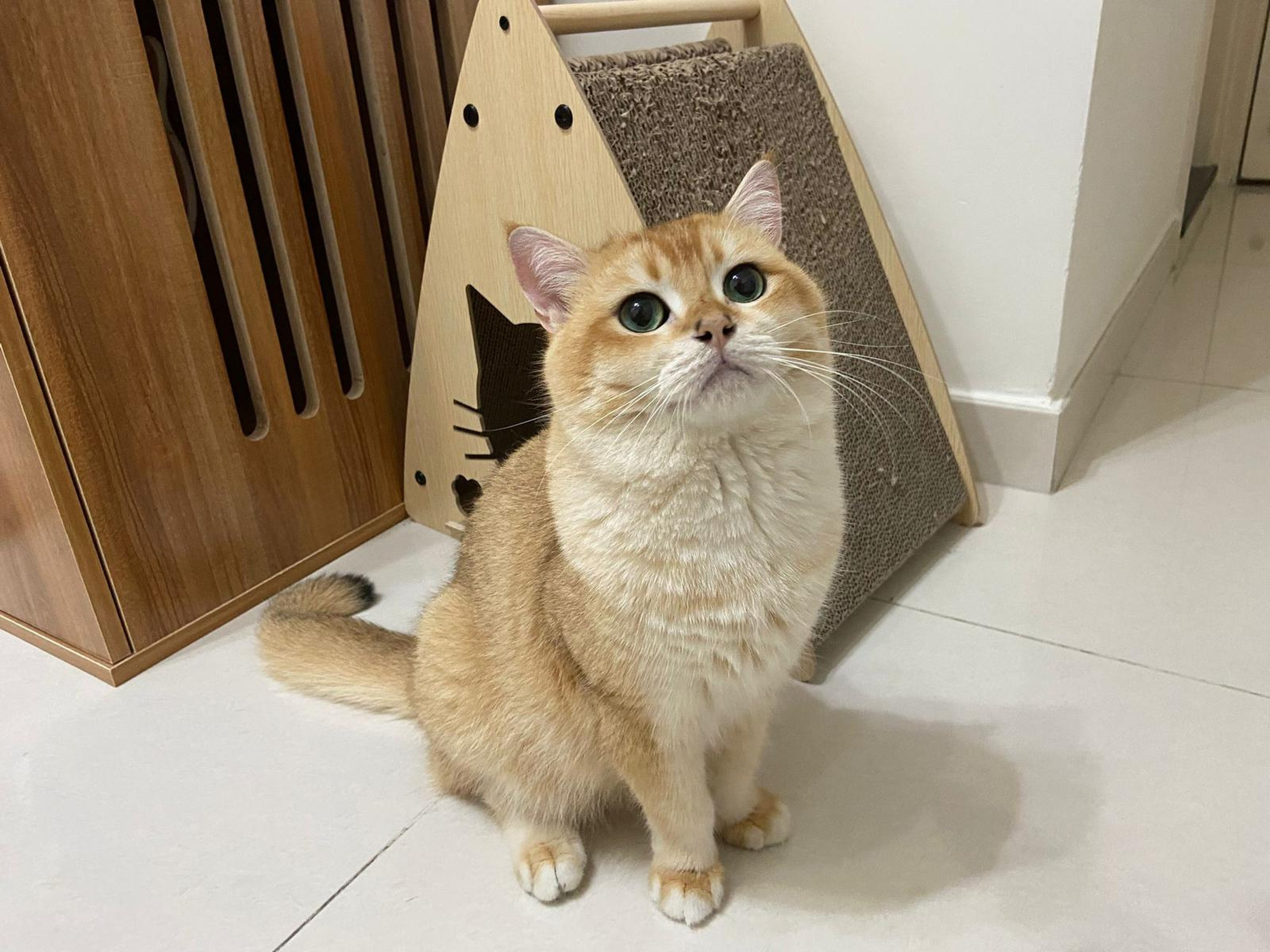 A Hong Kong pet owner says her British shorthair arrived from mainland China last year without going through the mandatory four-month quarantine. Photo: Handout