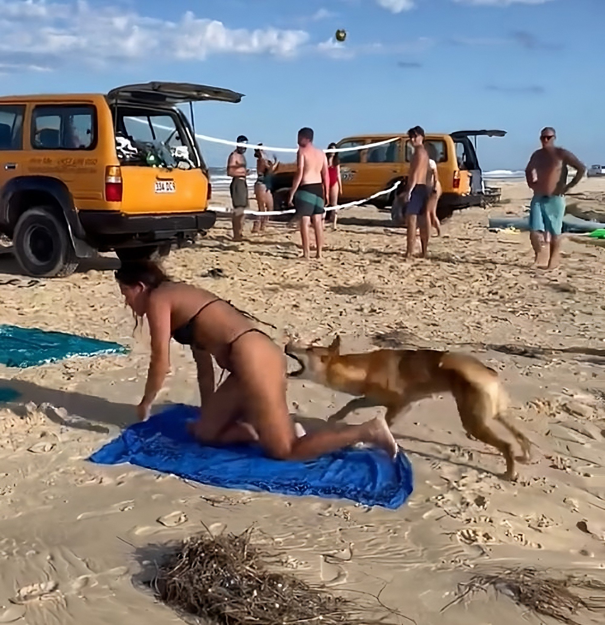 Australia warns of dingo attacks after tourist's bum bitten