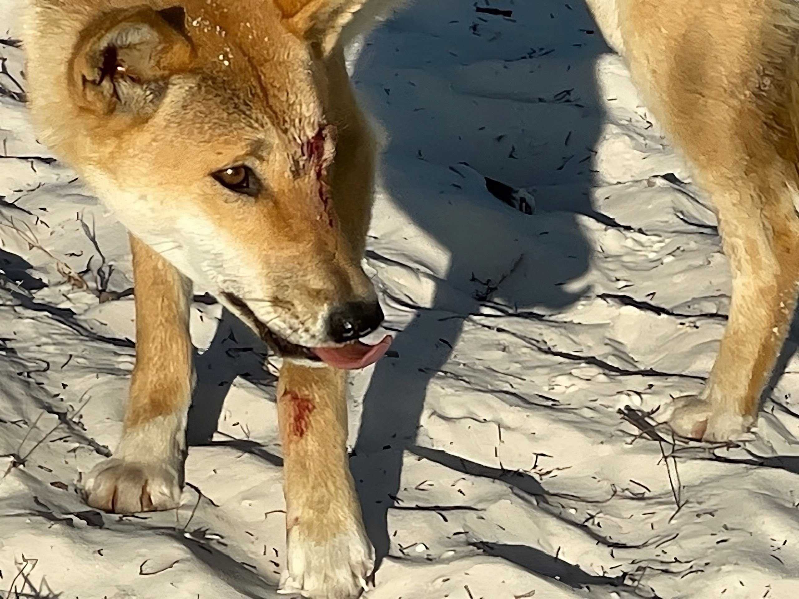 Australia warns of dingo attacks after tourist's bum bitten