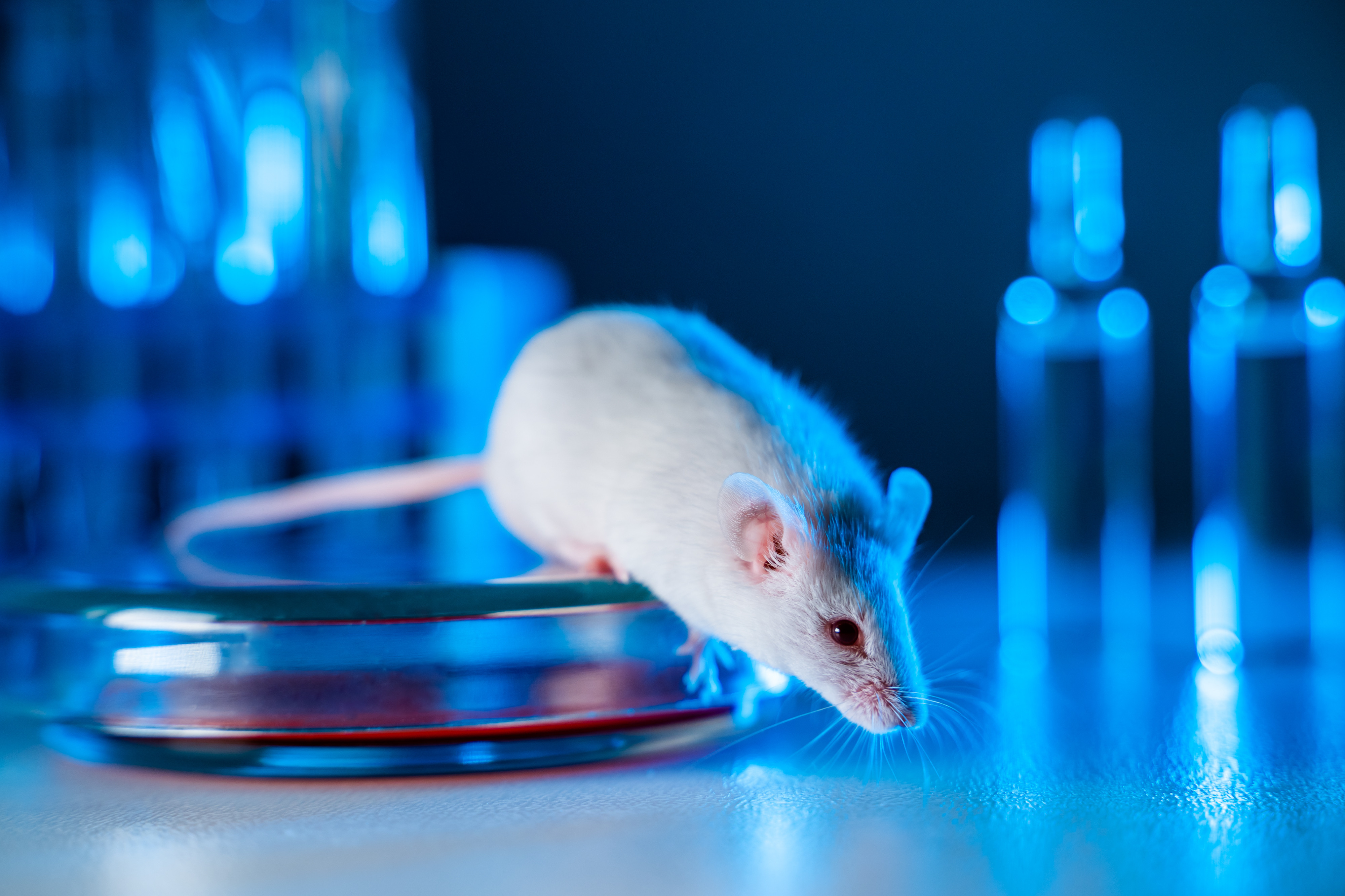 Scientists in China said the results of their study using mice could have broad therapeutic applications. Photo: Shutterstock
