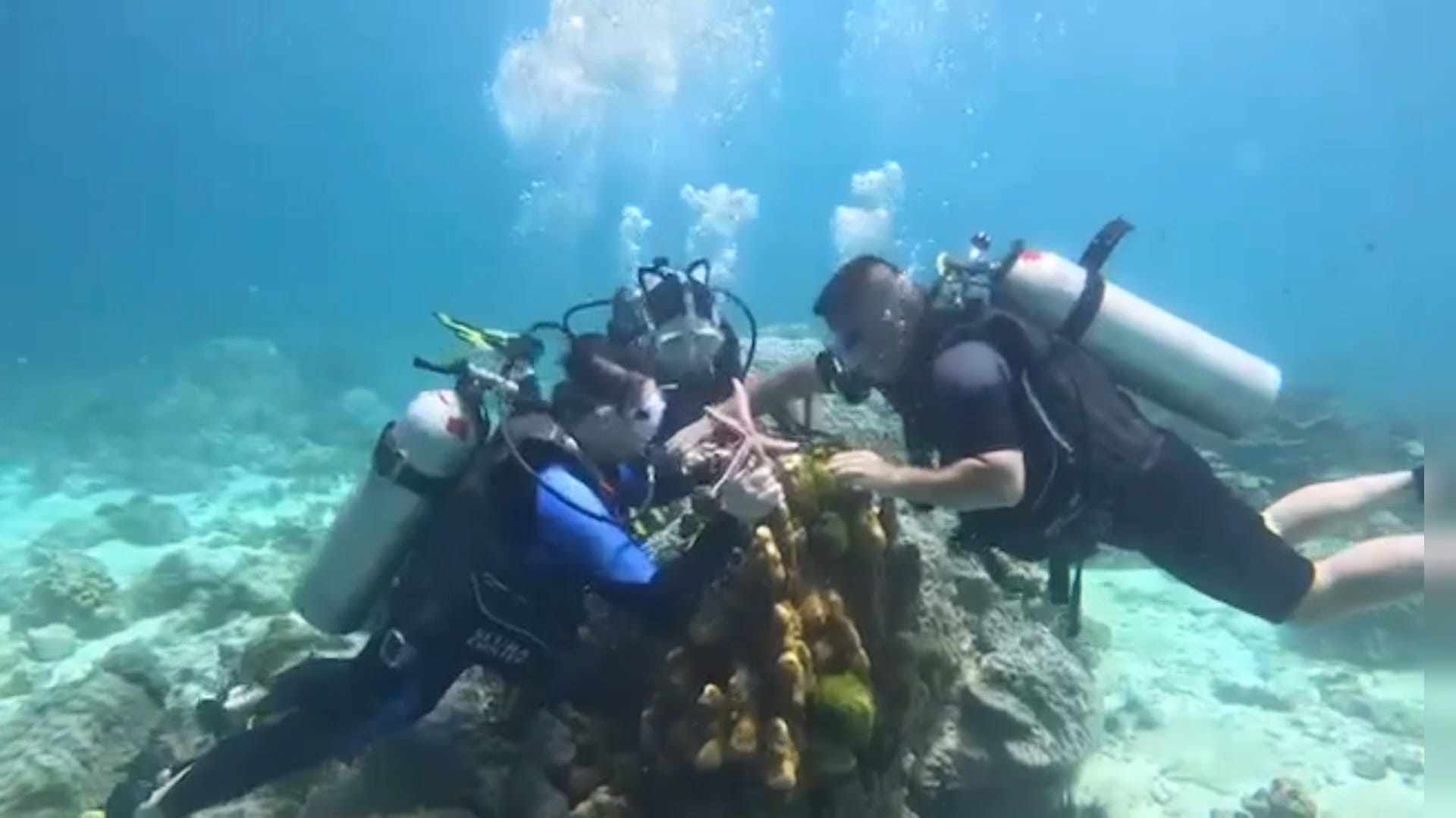 Chinese tourists touch a starfish under the sea in Phuket. Photo: Facebook/Monsoon Garbage Thailand