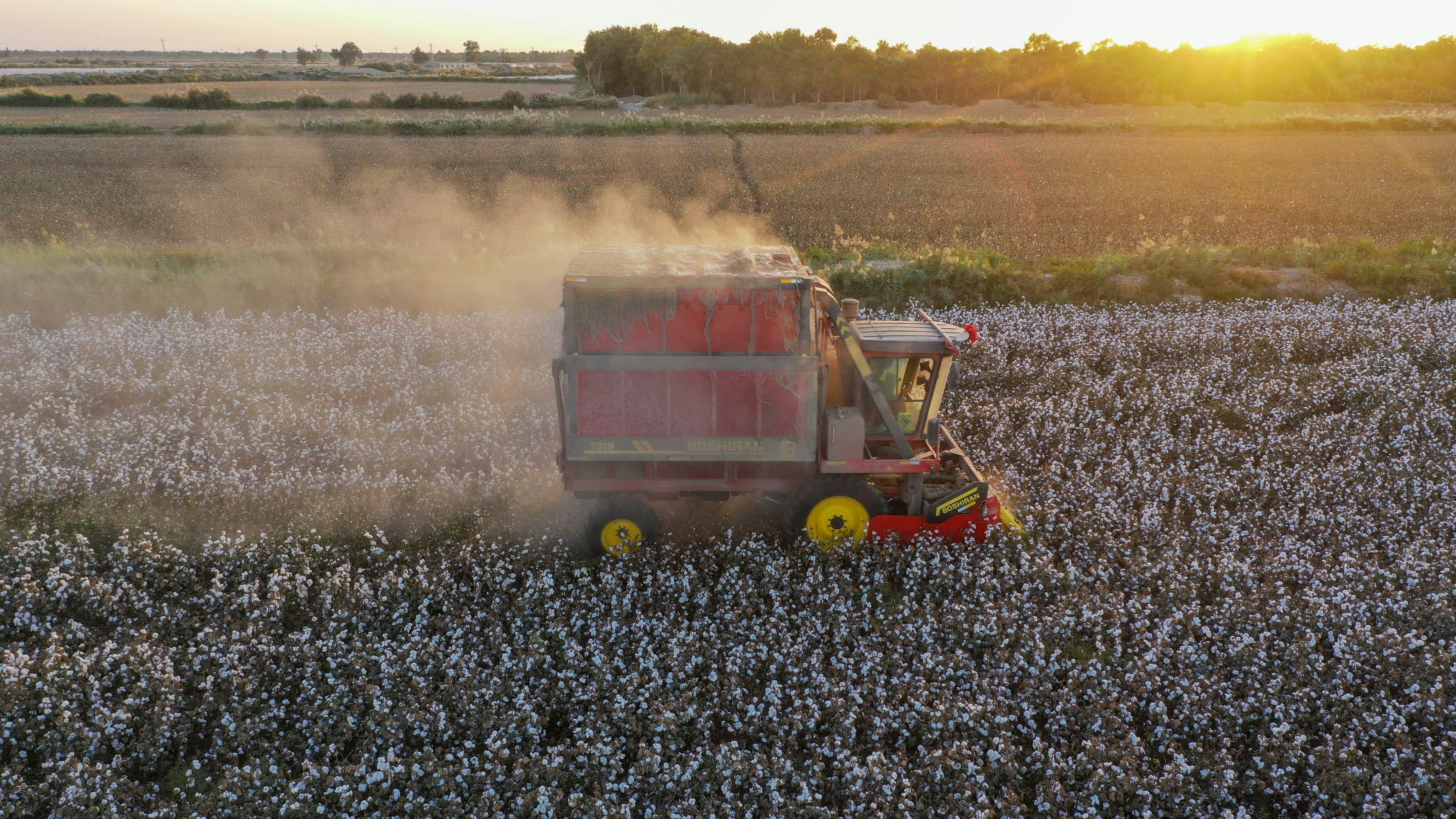 A cotton picker works a field in China’s Xinjiang Uygur autonomous region last autumn. Photo: Xinhua