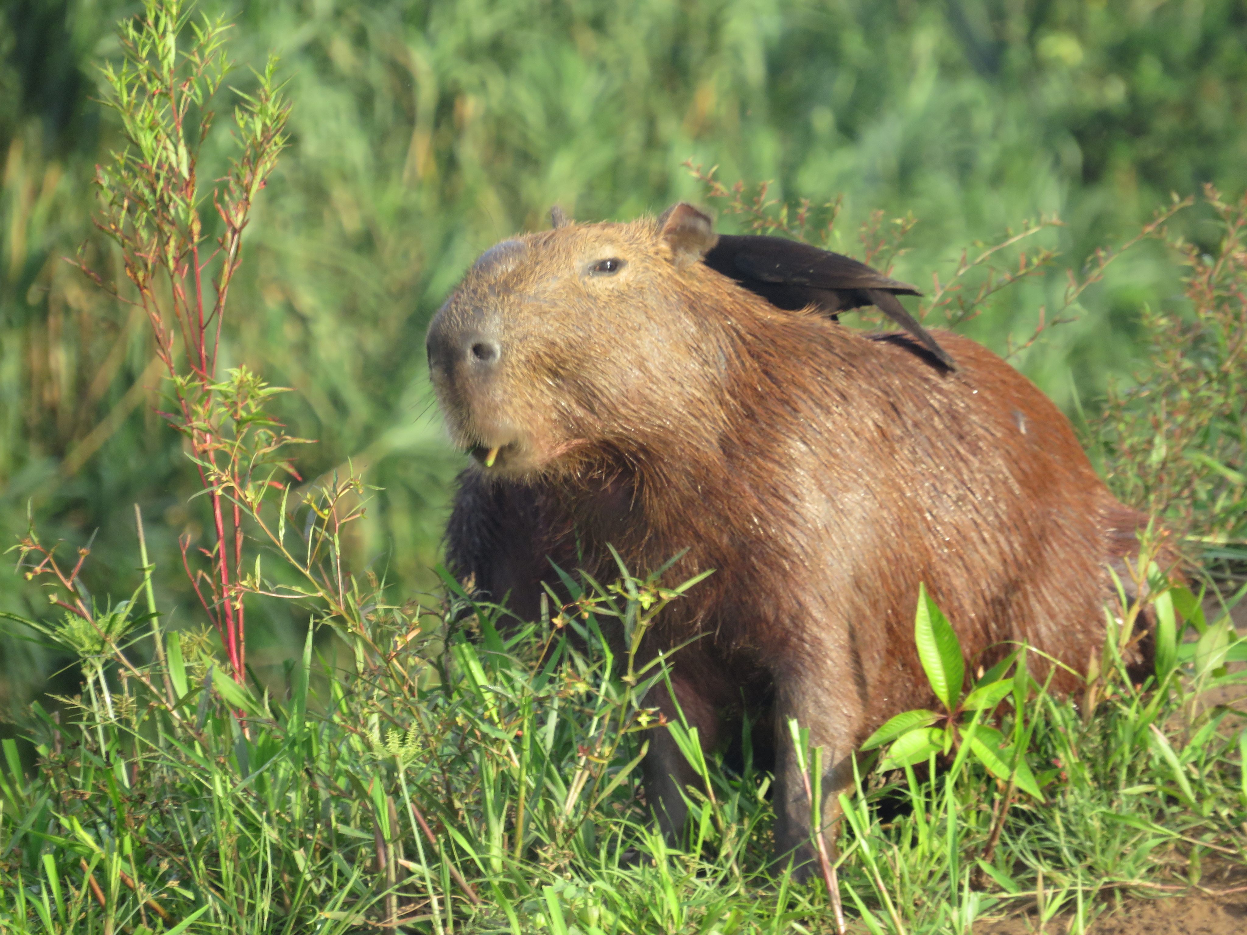 A capybara, a giant relative of the guinea pig, near the Tambopata Research Centre ecolodge in the Peruvian Amazon. Photo: Tamara Hinson