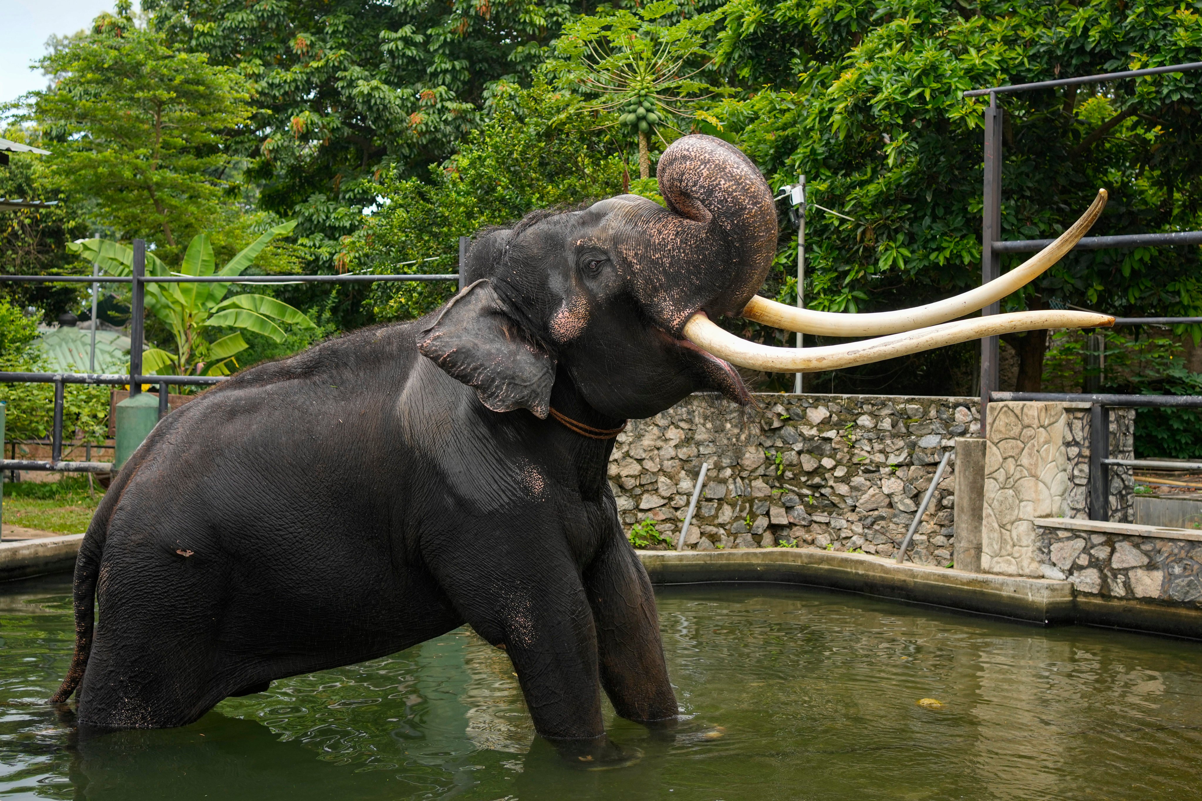 Asian elephant Sak Surin, gifted by the Thai Royal family and named Muthu Raja or pearly king in Sri Lanka, stands by a water pond at the national zoological garden in Colombo. Photo: AP 