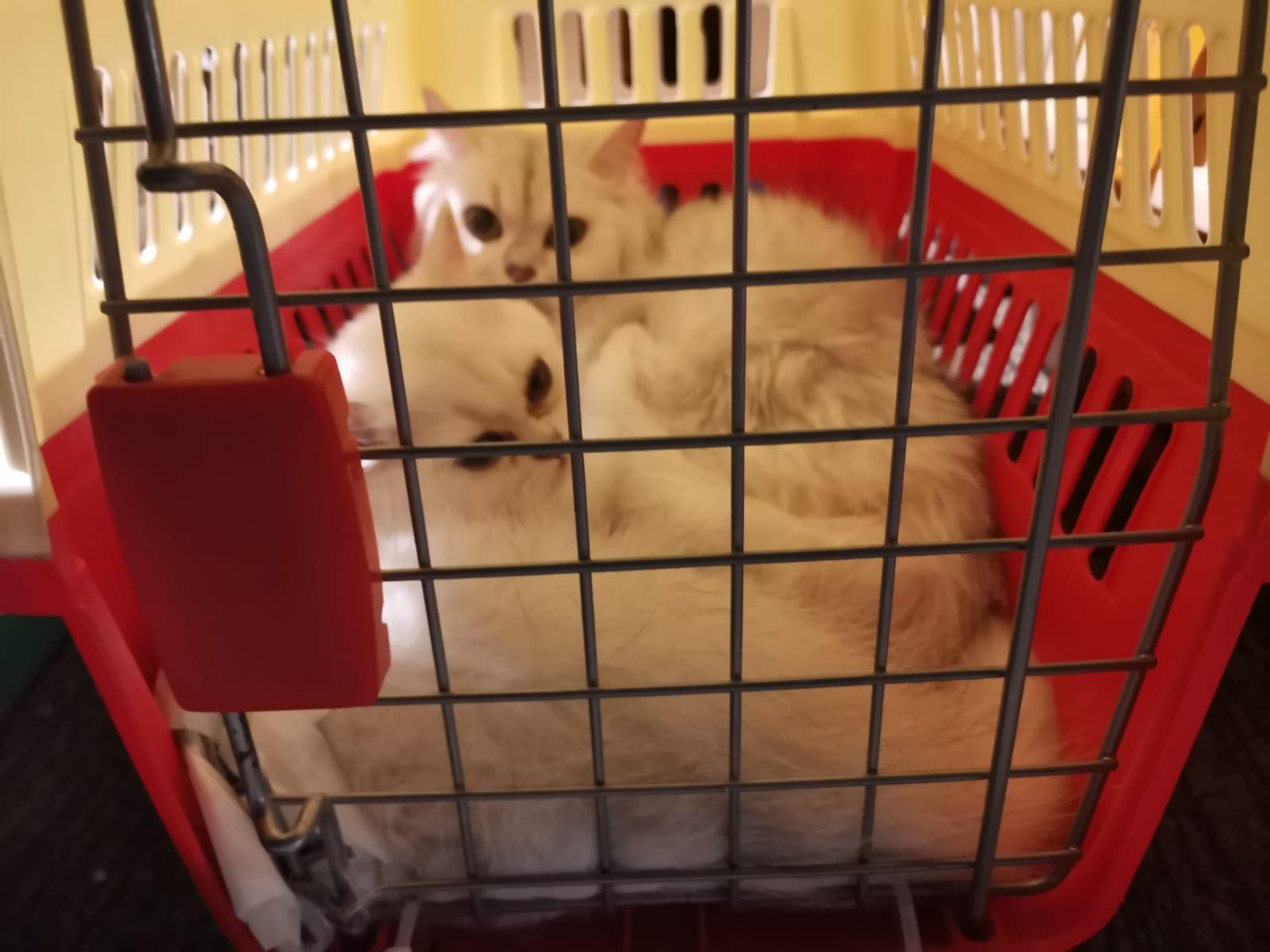 Hong Kong police in August 2022 recovered 82 kittens (two pictured) and 42 puppies from an abandoned speedboat. The city’s strict pet import laws may be encouraging pet smuggling. Photo: Handout