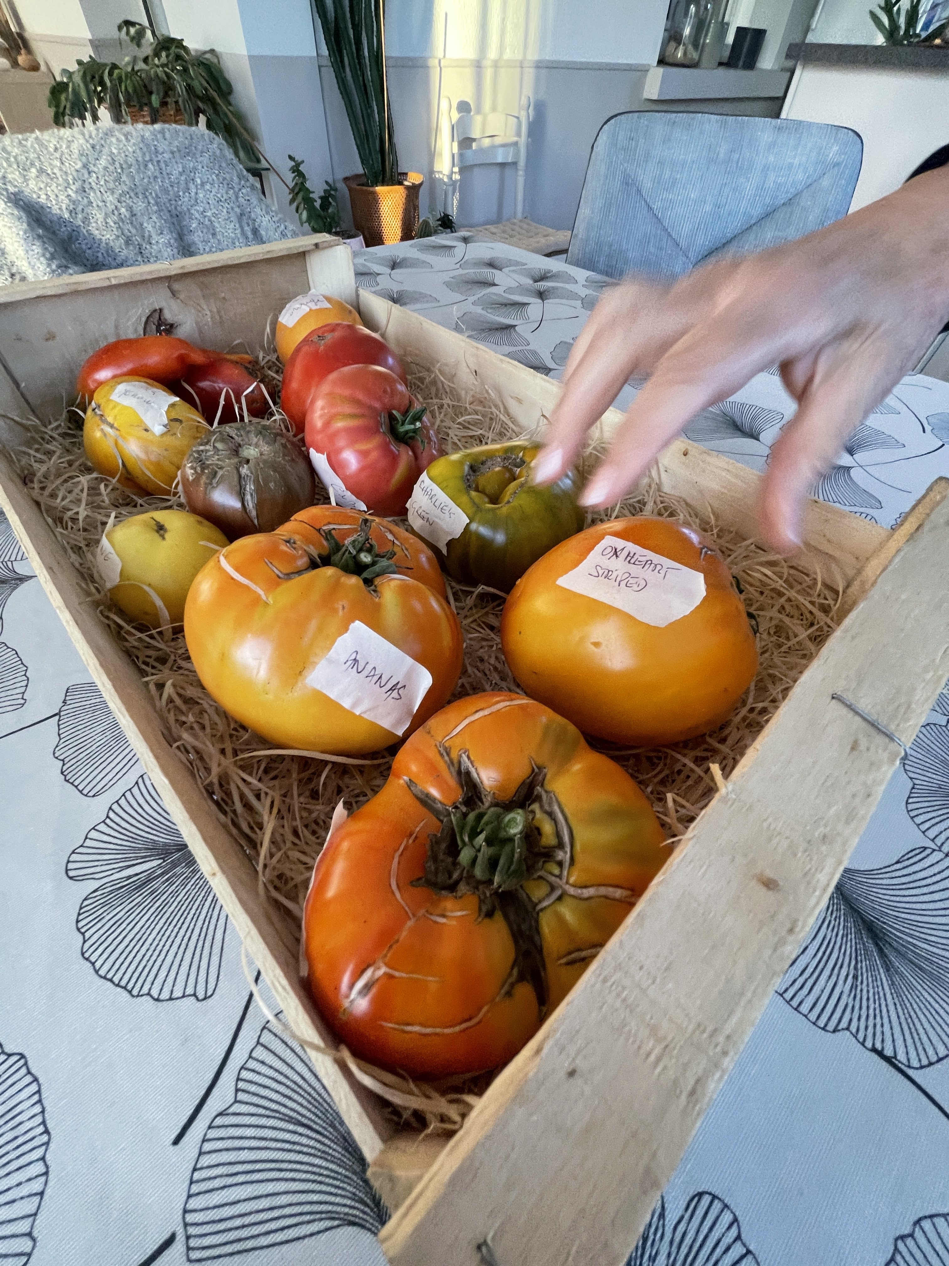 Part of Jacky and Myriam Deschamps’s 2022 tomato harvest from their garden in Tours, France. They send their tomatoes to Myriam’s son, Guillaume Galliot, chef at three-Michelin-star Caprice in Hong Kong. Photo: Chris Dwyer