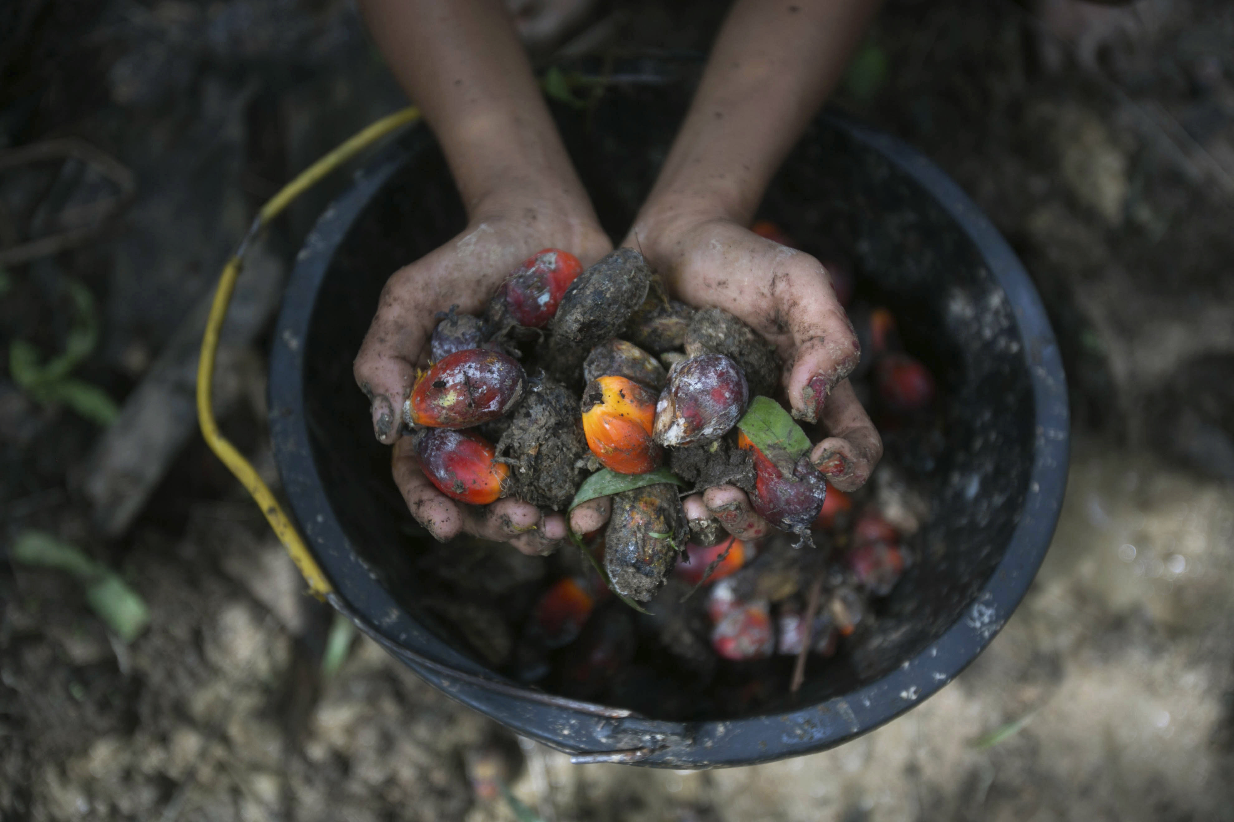 A little girl holds palm oil fruit collected from a plantation in Sumatra, Indonesia, on November 13, 2017. With the new rules, buyers in Europe will no longer find it economically viable to buy from sweatshops. Photo: AP