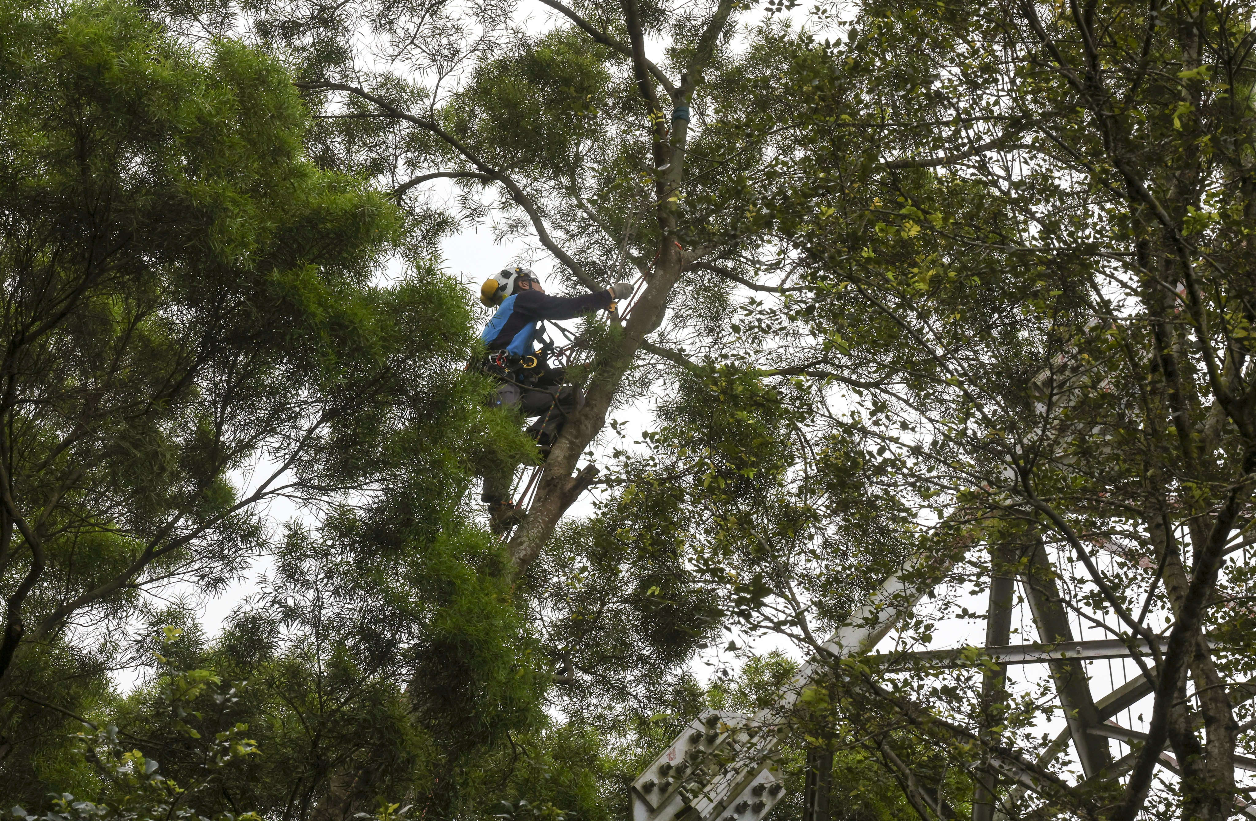 A CLP Power worker pruning tree branches in Kwai Chung. 
Photo: Jonathan Wong