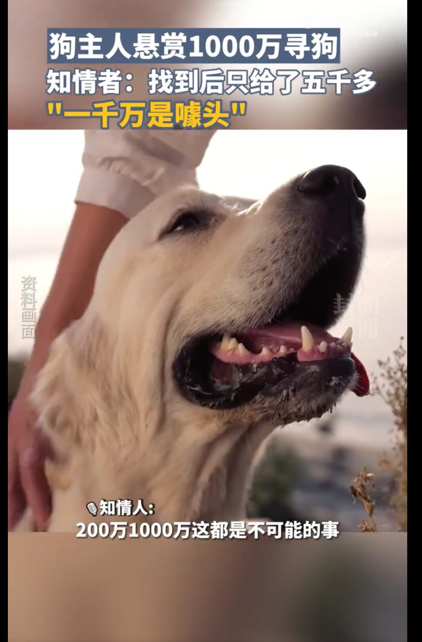 The missing canine was found within 24 hours, largely thanks to the huge amount being offered for its return. Photo: Weibo