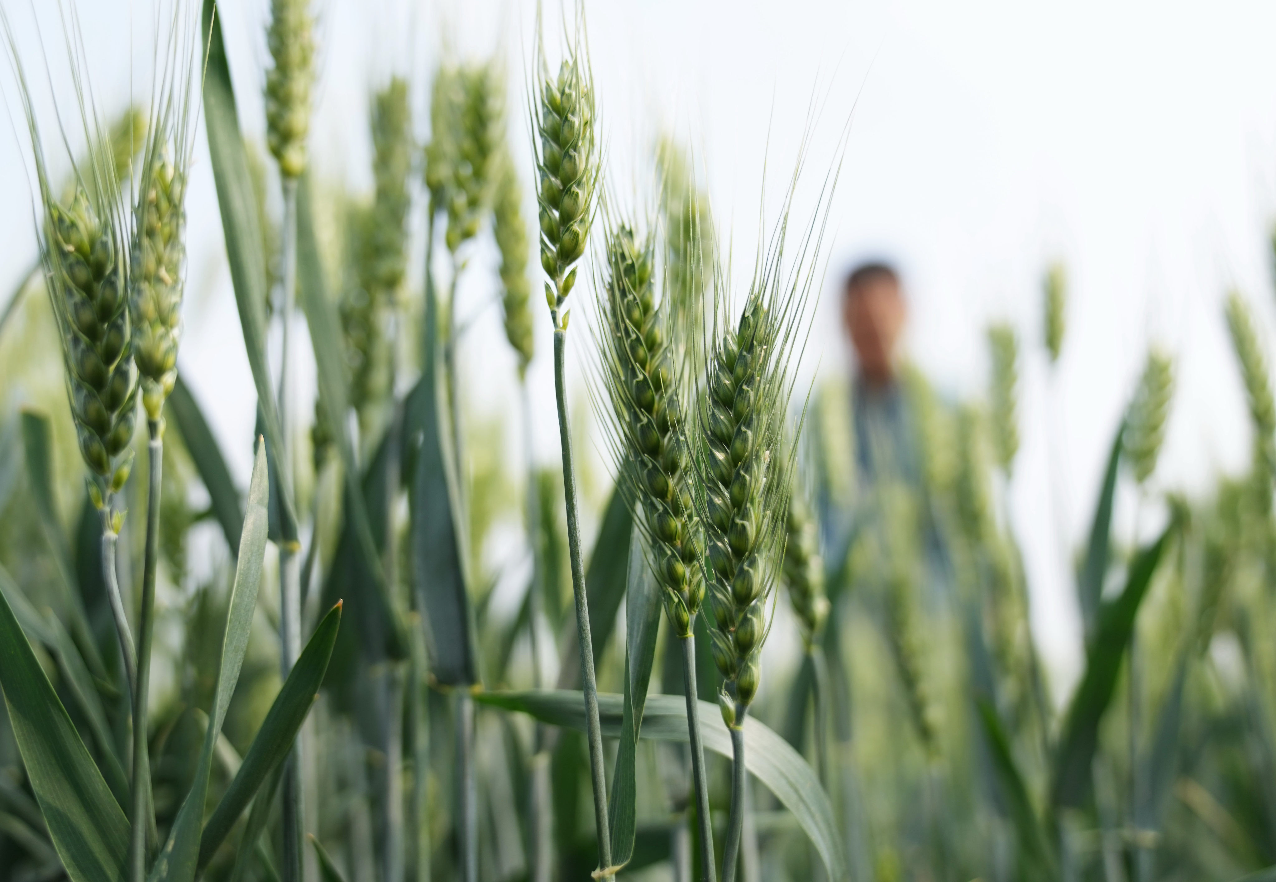 Wheat crops seen in a field in Shenze county, northern Hebei province, on May 10, 2022. Photo: Xinhua
