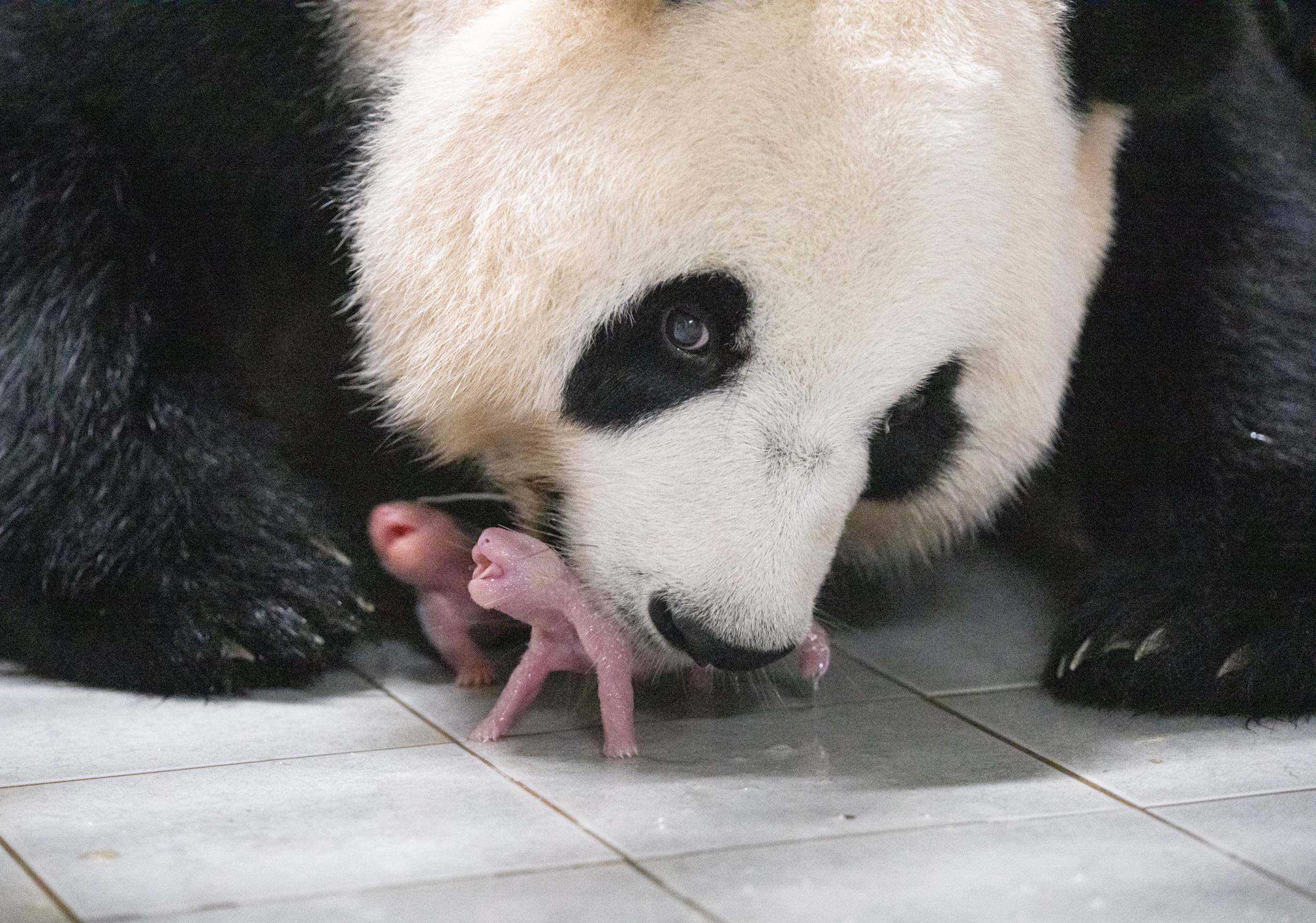 Aibao, a female giant panda in South Korea, has just given birth to twin cubs – but she is not the only panda living outside China. Photo: courtesy of Samsung C&T 