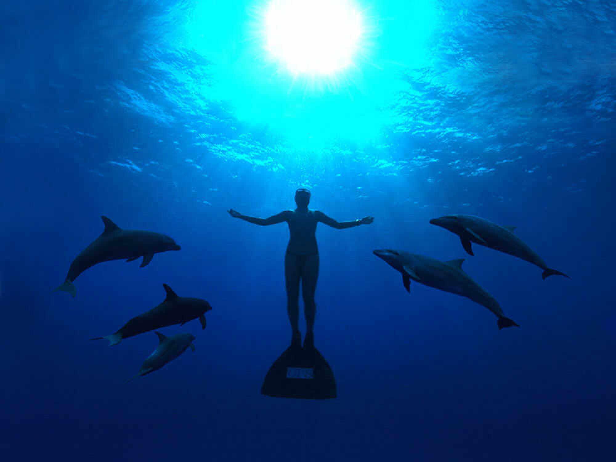 A still from “The Cove”. Chang says that in captivity, animals suffer from the same kind of stress described in the award-winning documentary. Photo: Sony Pictures