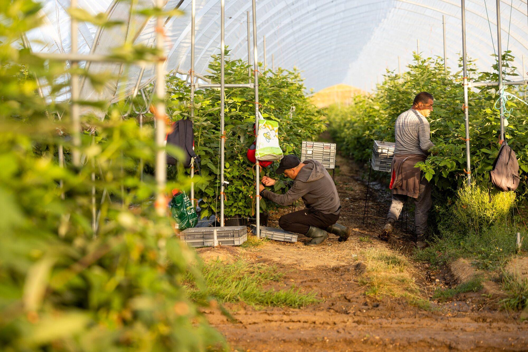 Britain granted more than 35,000 seasonal worker visas in the 12 months up to March, a rise of 10 per cent on the previous year. Photo: Bloomberg