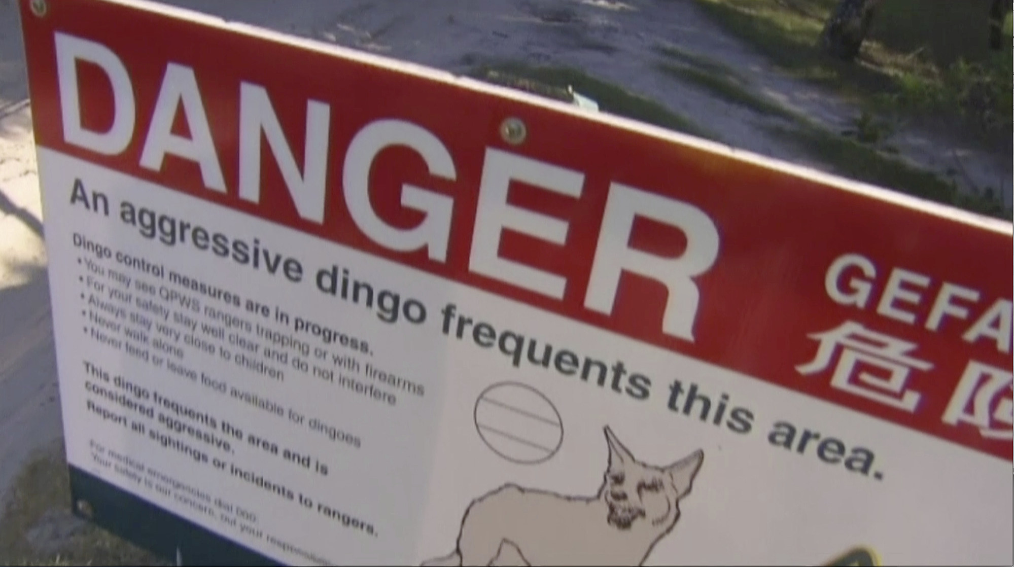 Australia: Tourists fined for dingo selfies as rangers warn of