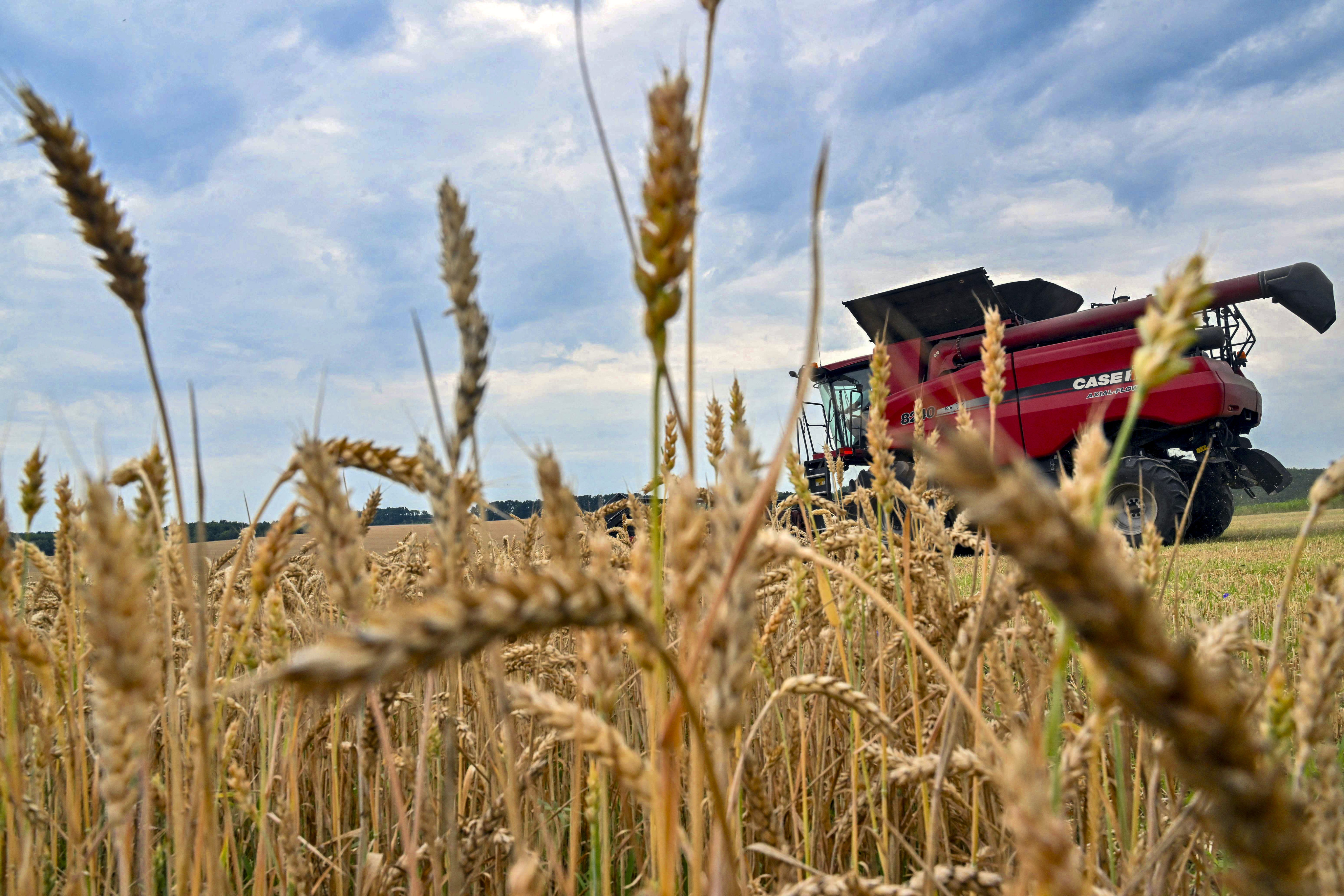 Wheat is harvested in a field near Kivshovata village, Kyiv region, on Tuesday. China’s commerce vice-minister Ling Ji has told Ukraine’s Taras Kachka that Beijing is ready to work with Kyiv to “actively” develop bilateral economic and trade cooperation.  Photo: AFP