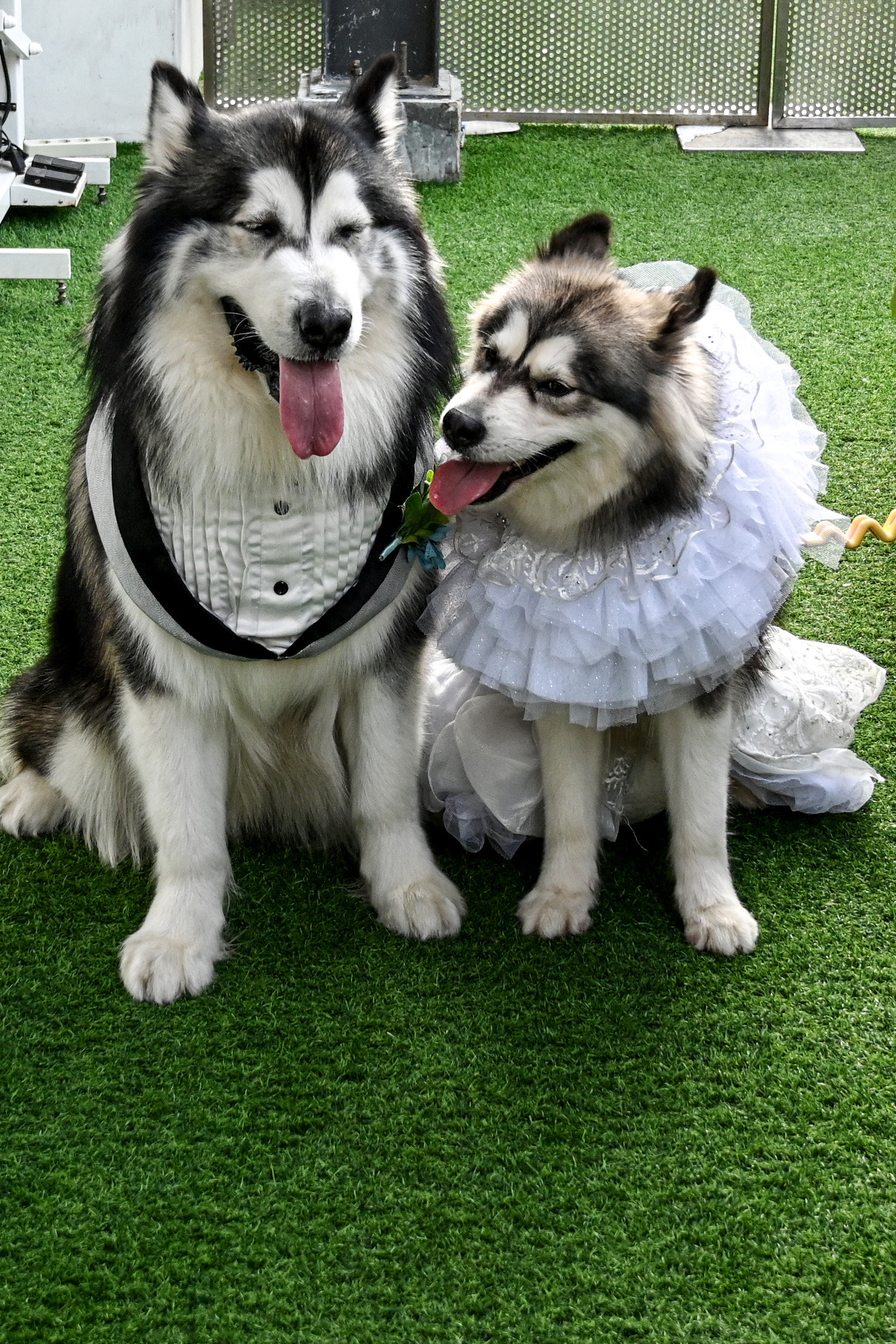 Dogs dressed as bride and groom during a dog wedding ceremony in Jakarta, Indonesia. Photo: Xinhua