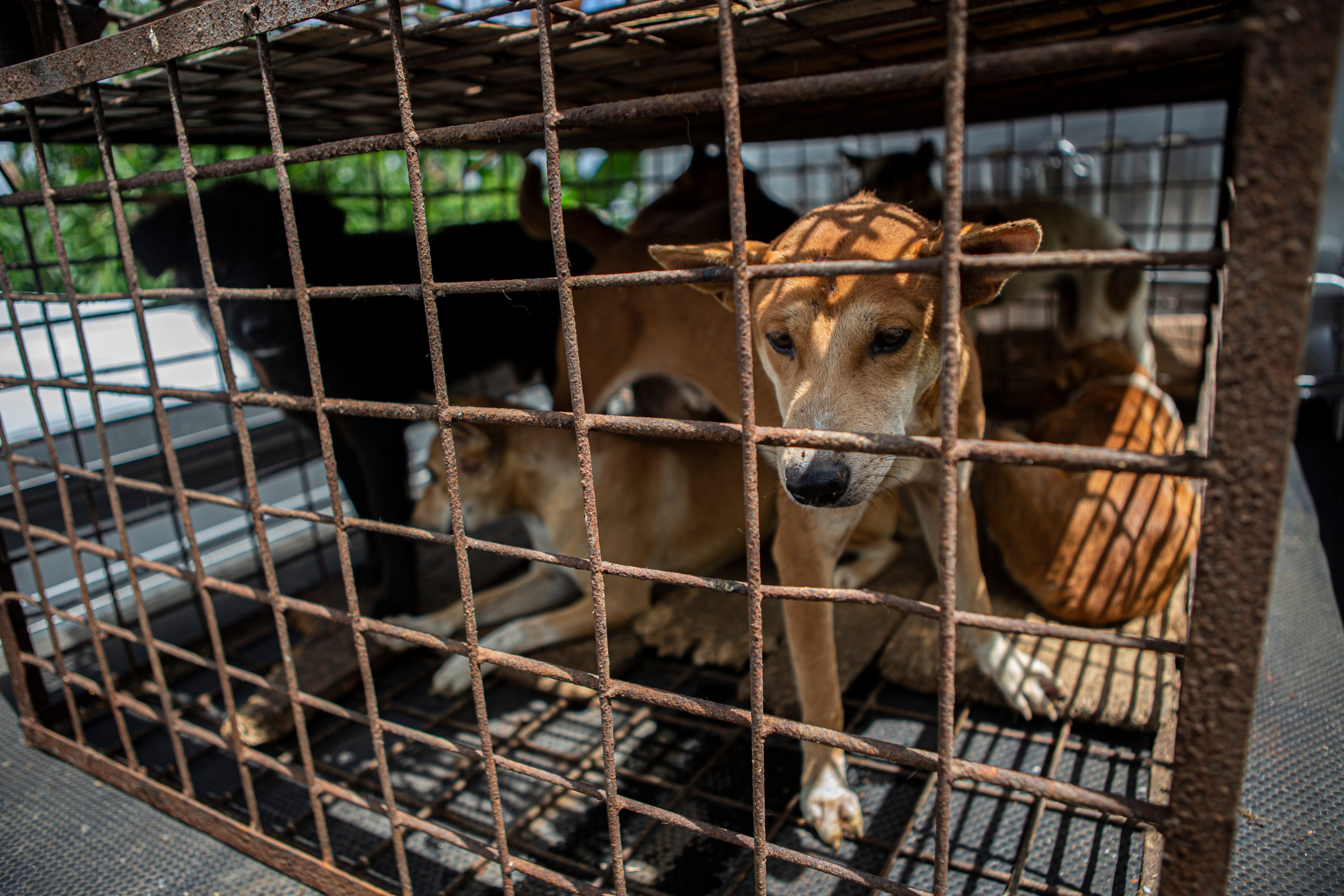 Dogs inside a cage at a slaughter house in  North Sulawesi. Photo: AP