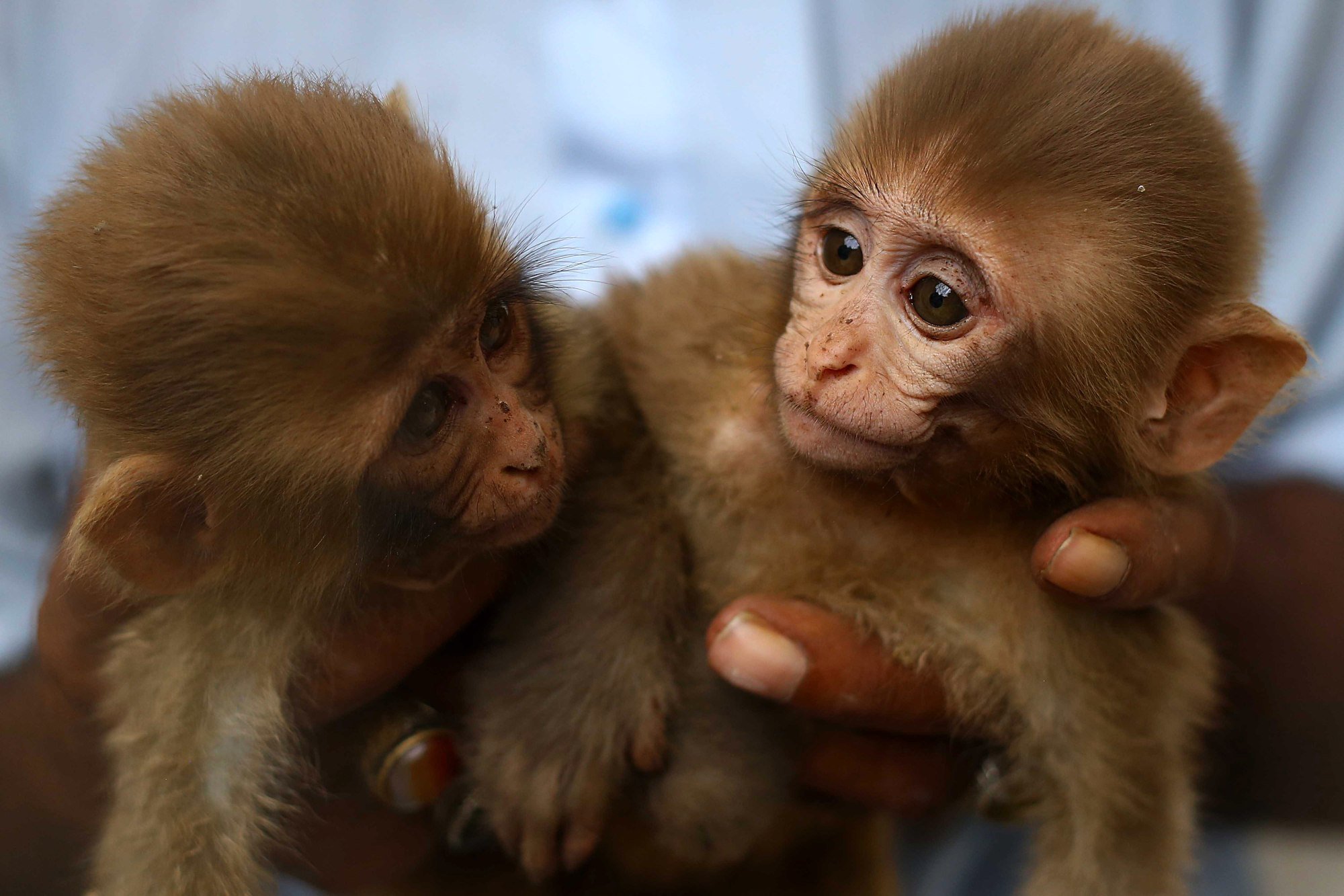newborn baby monkeys