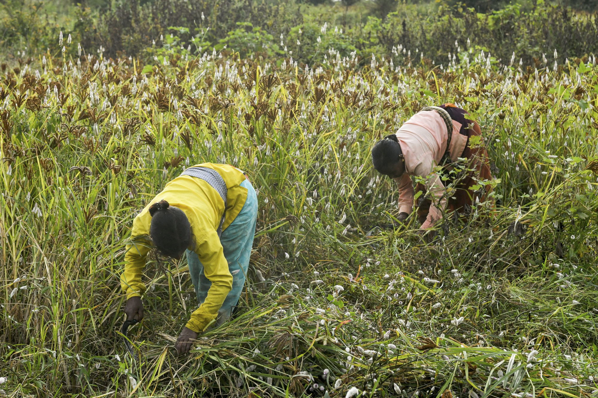 Why millet is having a moment served at the White House to India’s