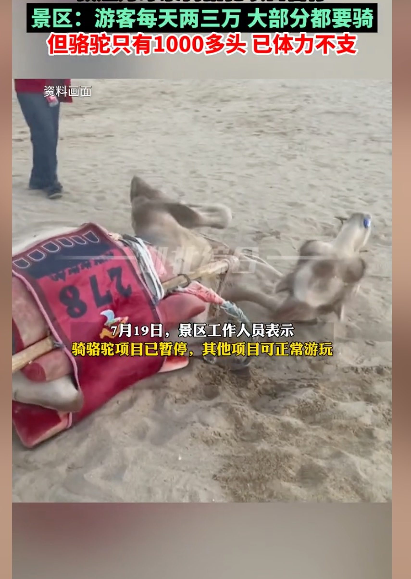 The footage of the camels lying on the sand was described as distressing by many who saw it and triggered a flurry of alarmed comments online. Photo: Douyin