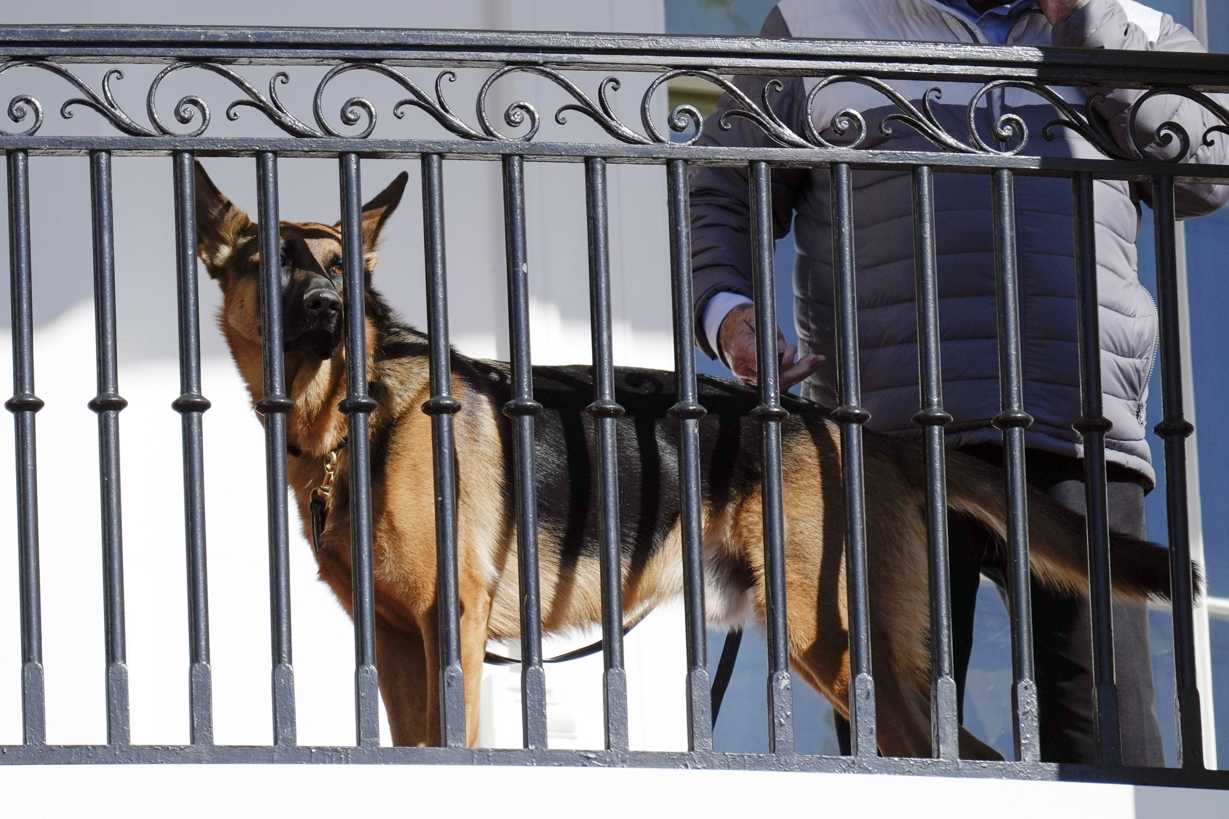 US President Joe Biden’s dog Commander looks out from the balcony during an event at the White House in November 2022. Photo: AP
