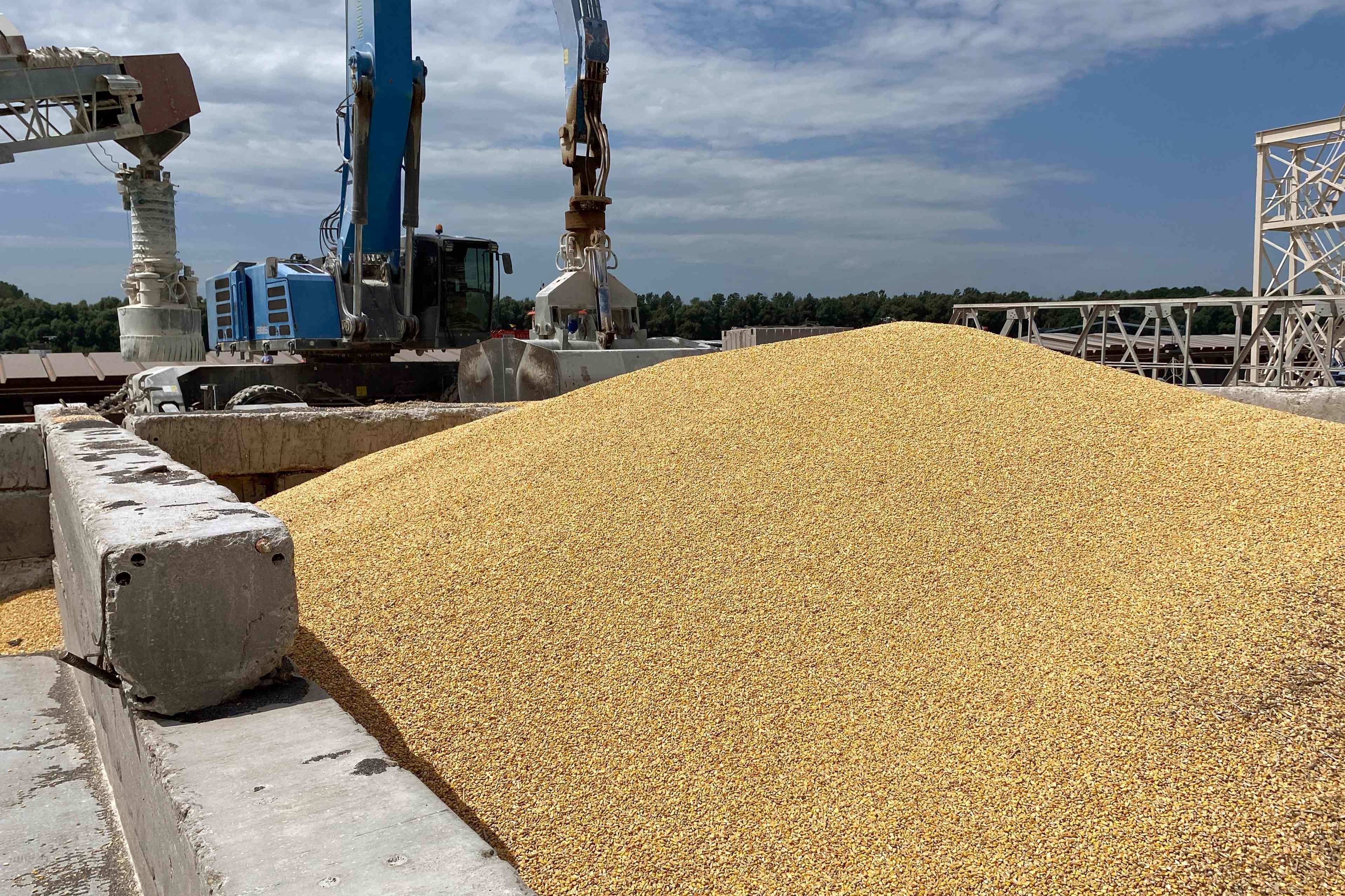 A pile of maize grains at Izmail Sea Port, Ukraine on July 22, after Russia left the Black Sea grain deal. Photo: AFP