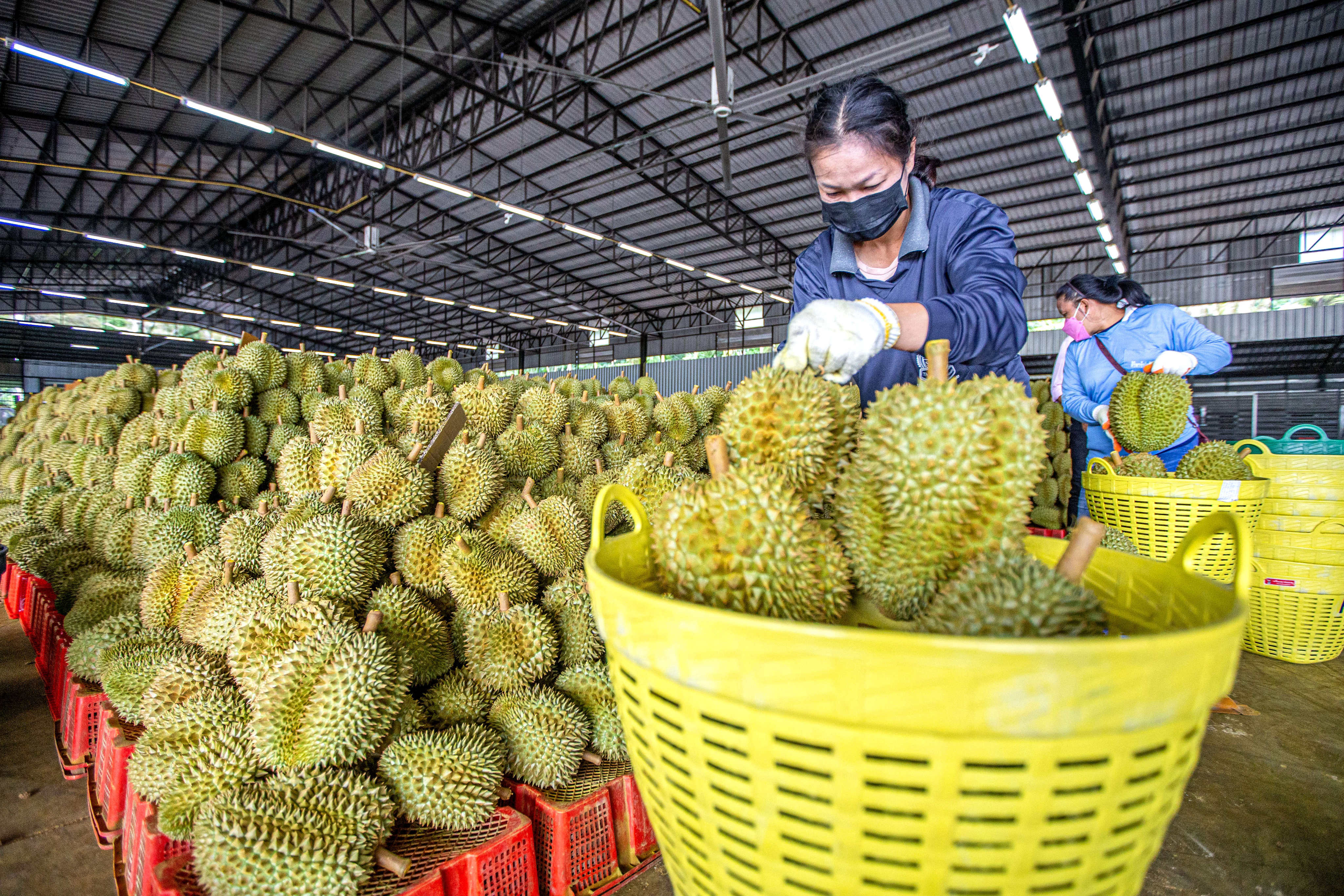 As the world’s largest durian consumer market, China imported 825,000 tonnes of the fruit in 2022. Photo: Xinhua