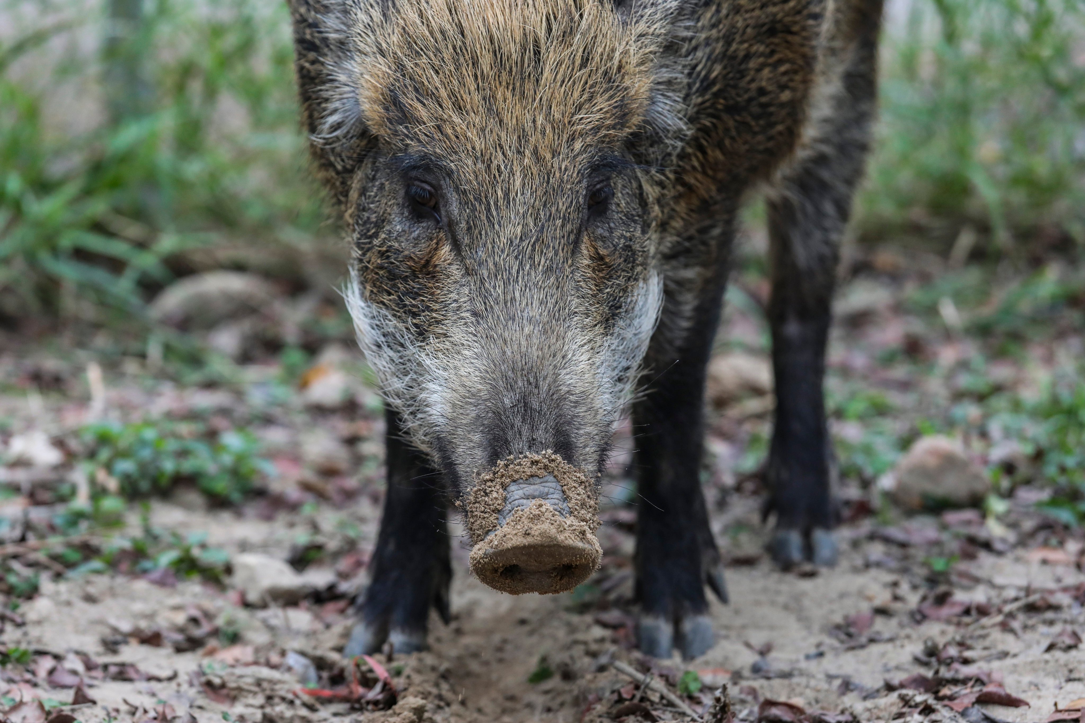 WIld boars are only likely to attack humans if scared or injured, experts say. Photo: Felix Wong