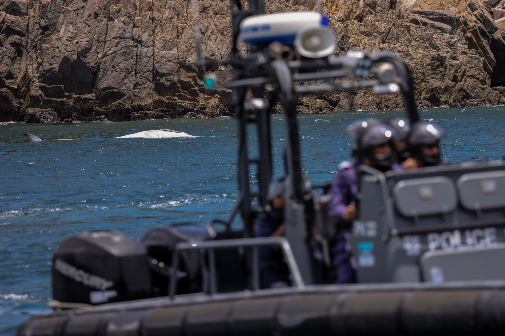 Whale Carcass Found Off Hong Kong With New Wound, Believed To Be Animal ...