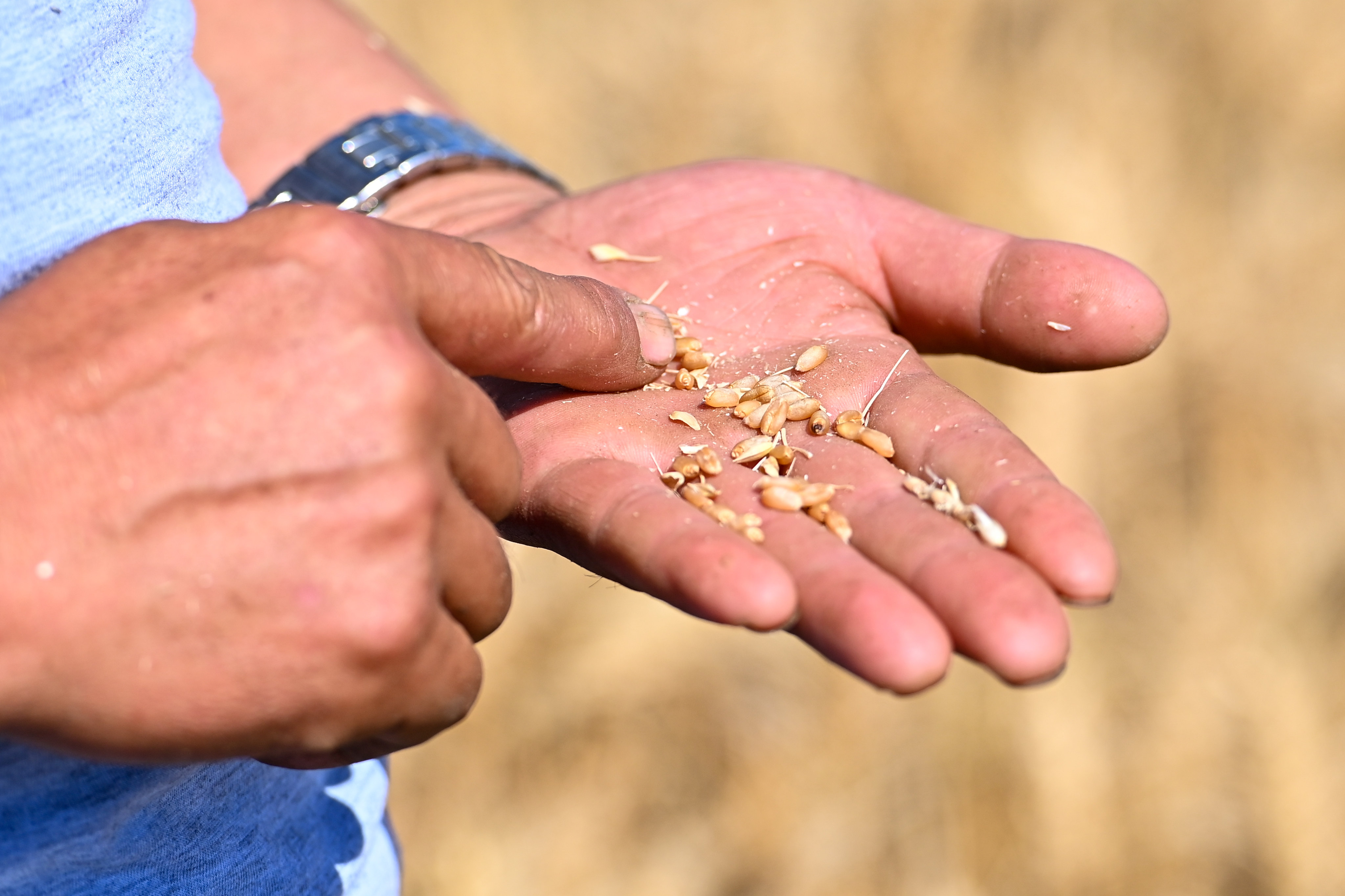People who provide clues that expose illegal practices in the buying and selling of grain could receive several thousand yuan. Photo: Xinhua
